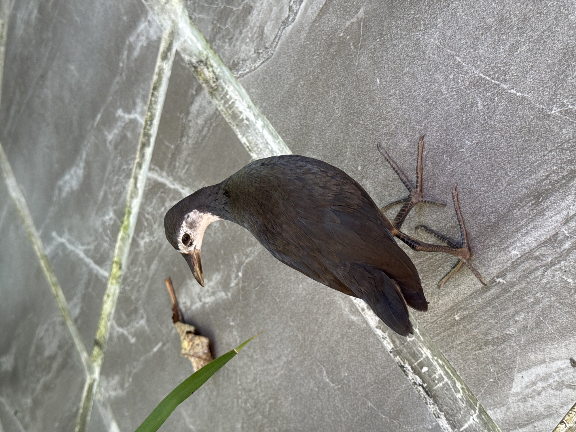 White-headed munia bird drinks from purple cup in Bali