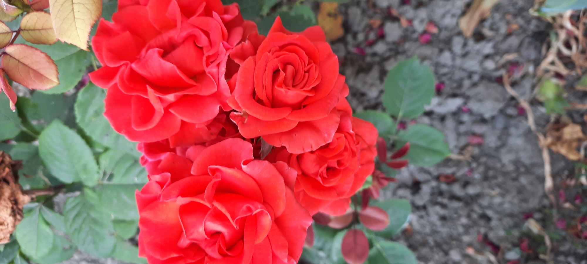 Summer garden blooms in close-up, Bocani Moldova