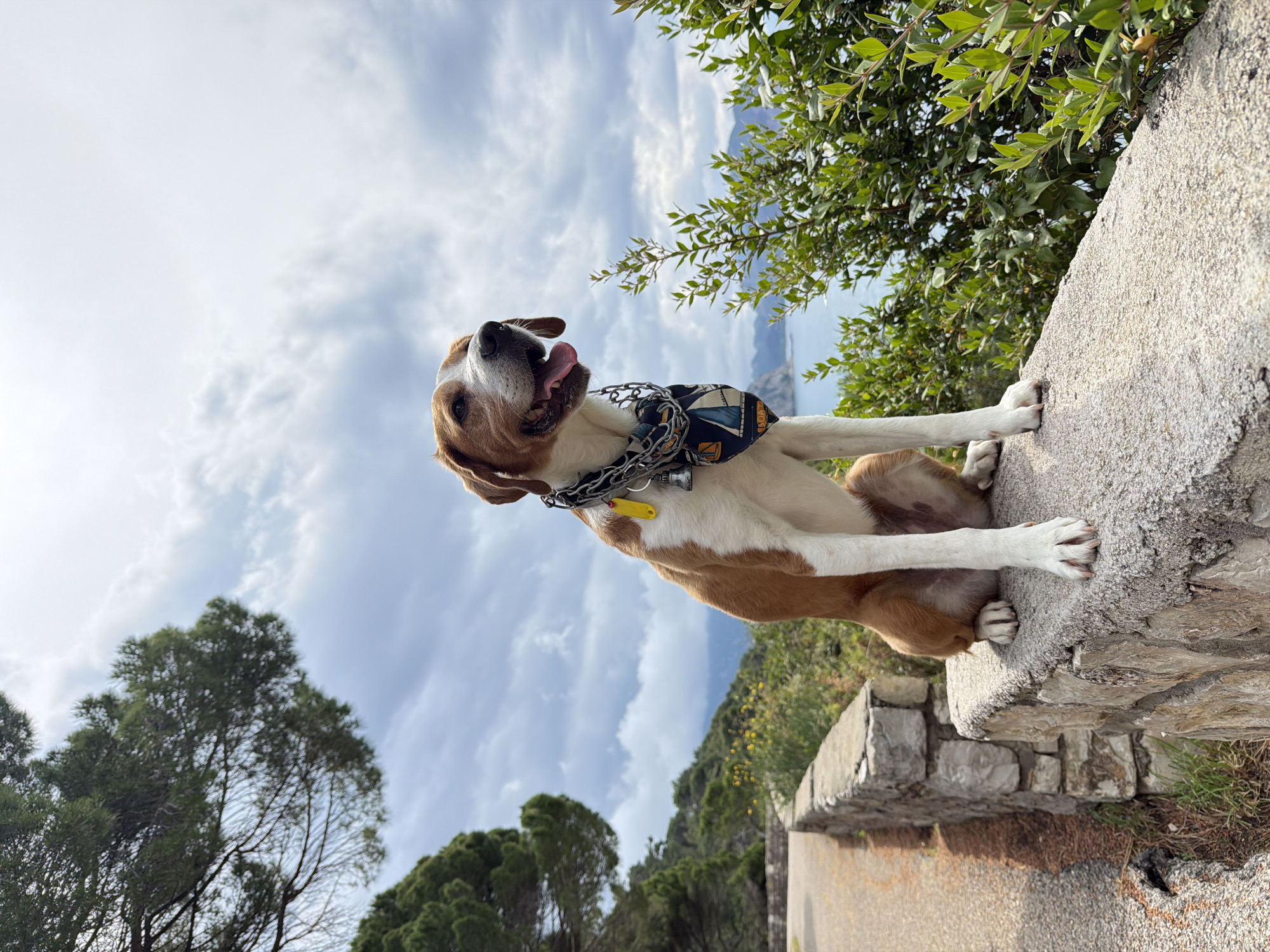 Dog spotted resting on stone wall in Montenegro village