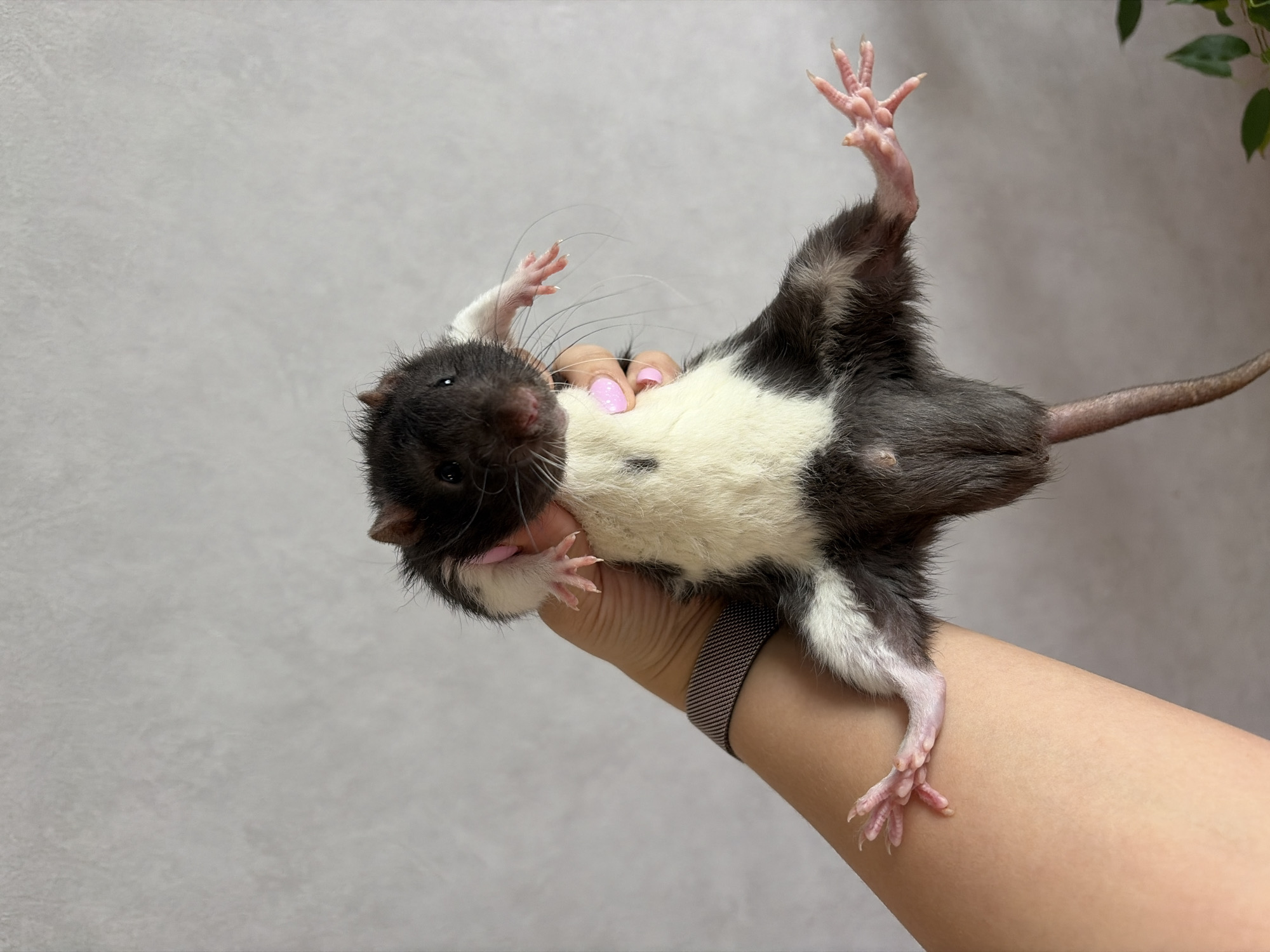 Pet rats and playful moments captured in morning memories