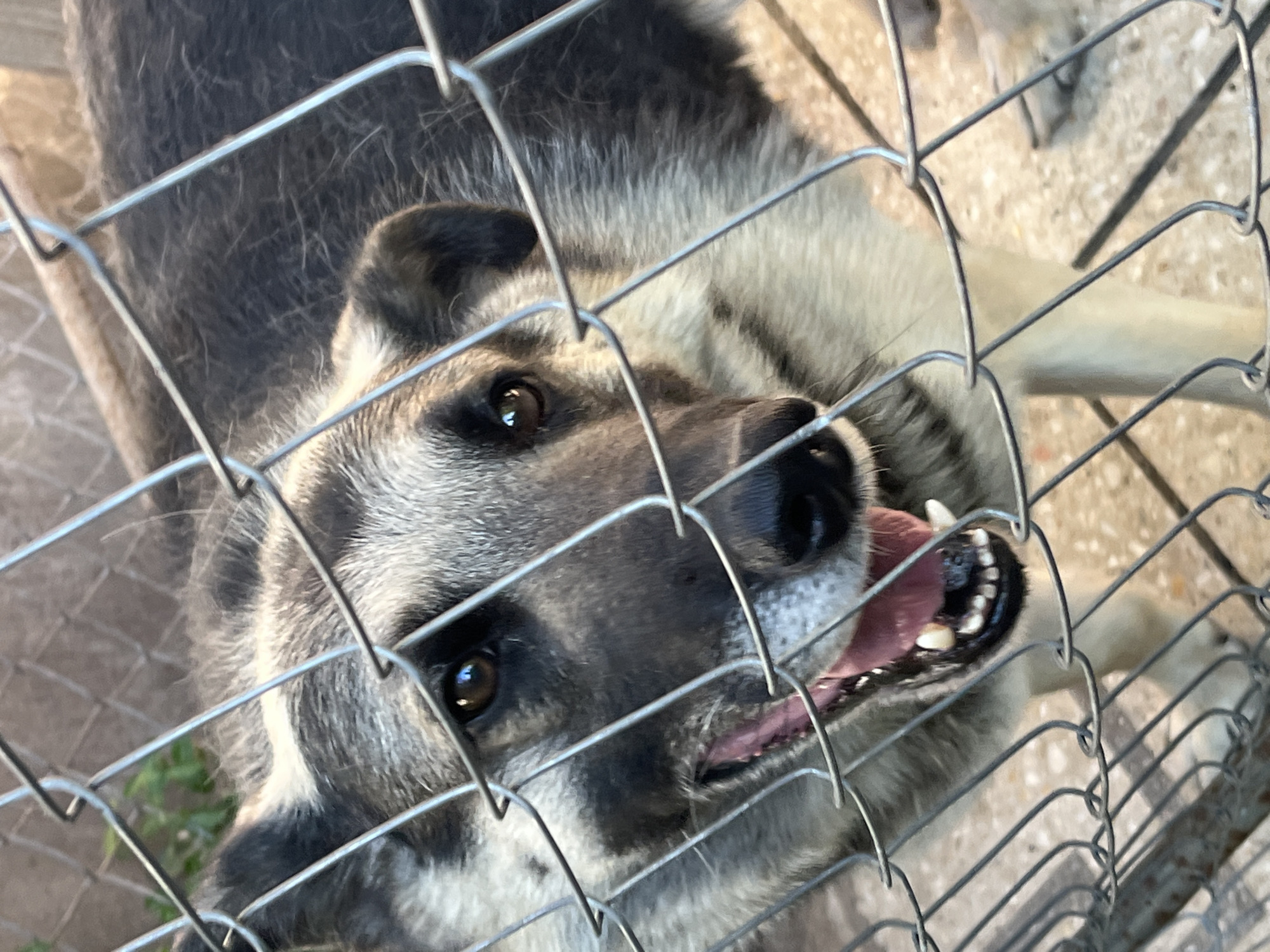 Hot June afternoon in a Lviv backyard: grilling, gardens, and animals
