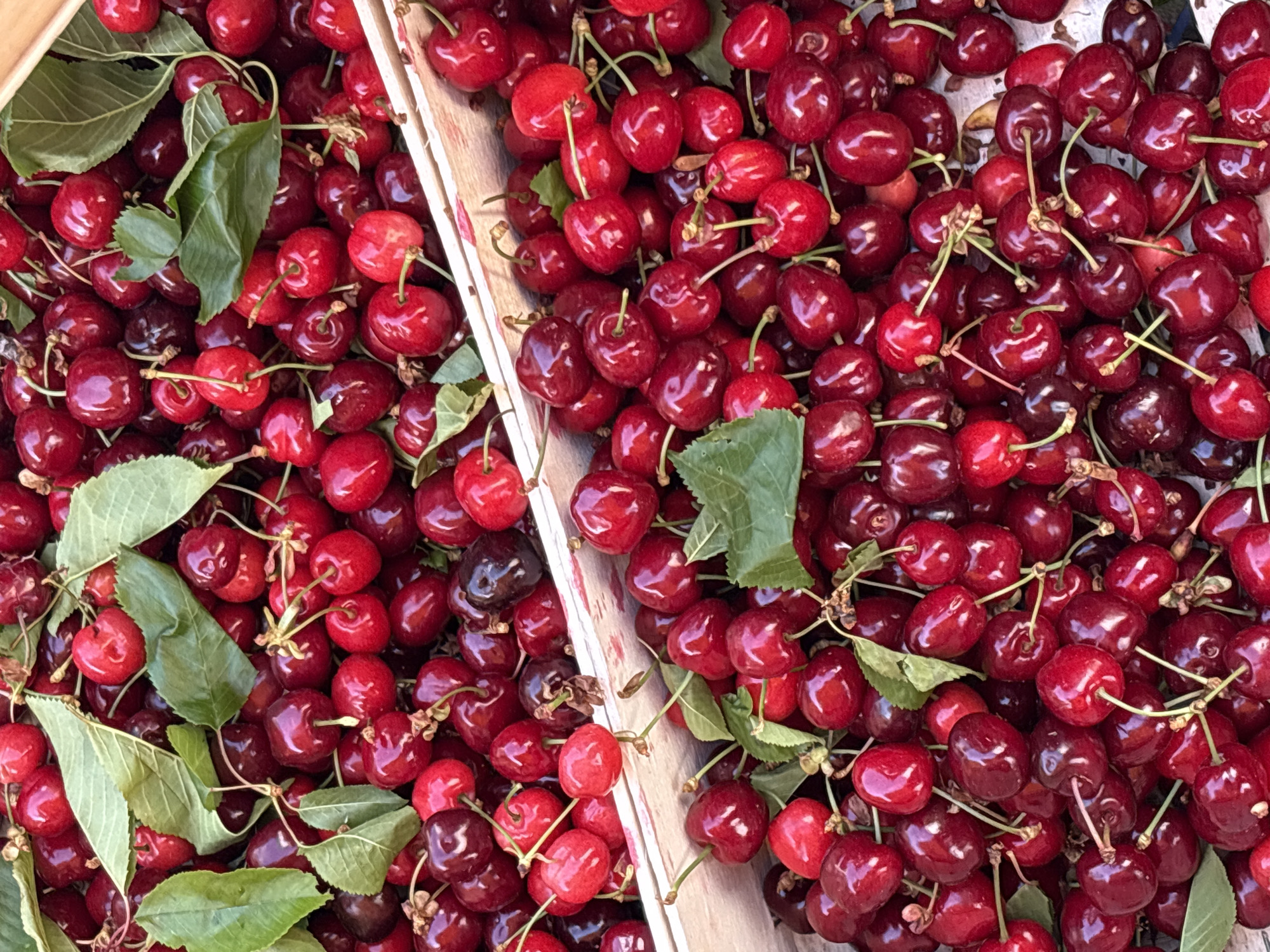 Fresh cherries and strawberries displayed in Kragujevac market