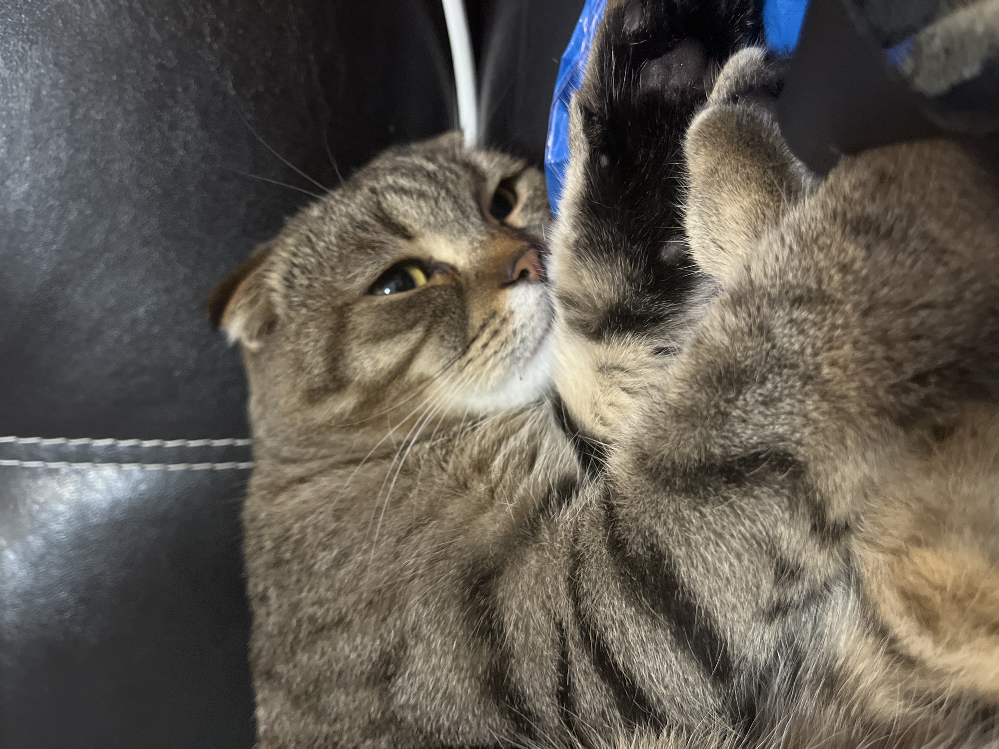 Scottish Fold tabby napping on a black leather couch in Semyonov