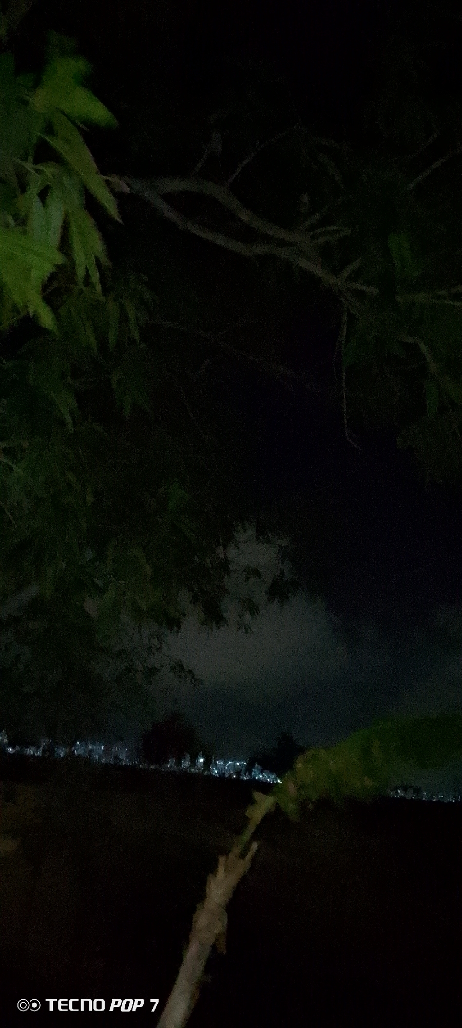 Nighttime dog watching documented in Altagracia Venezuela yard