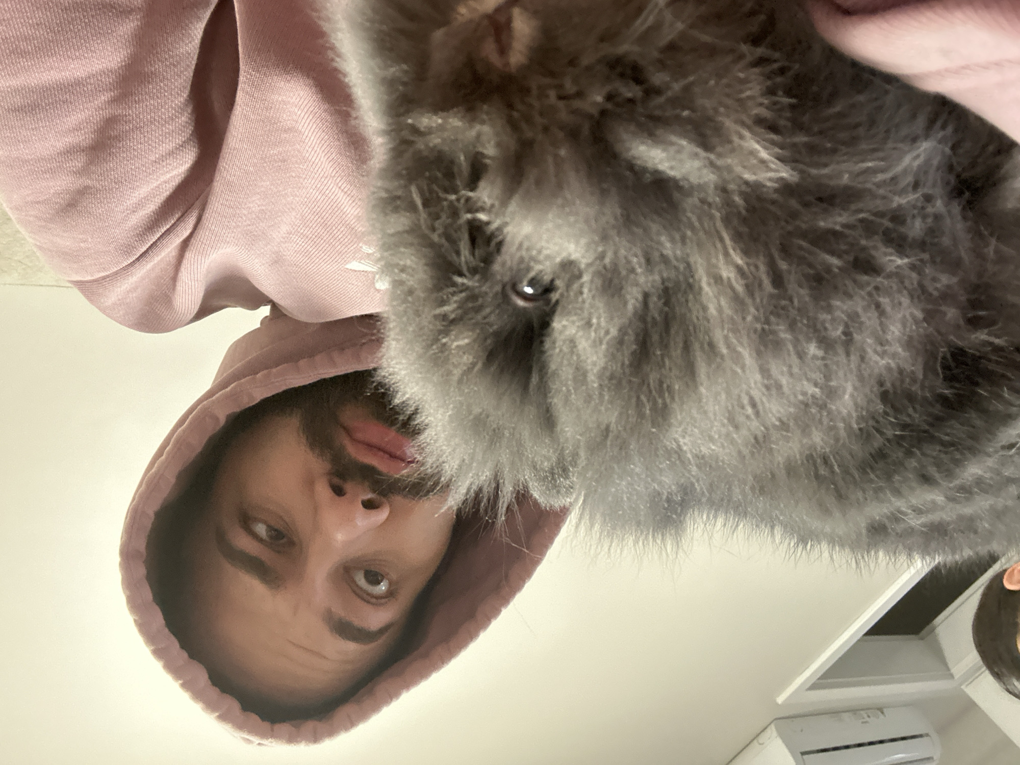 Person in pink hoodie holds grey cat in Sofia