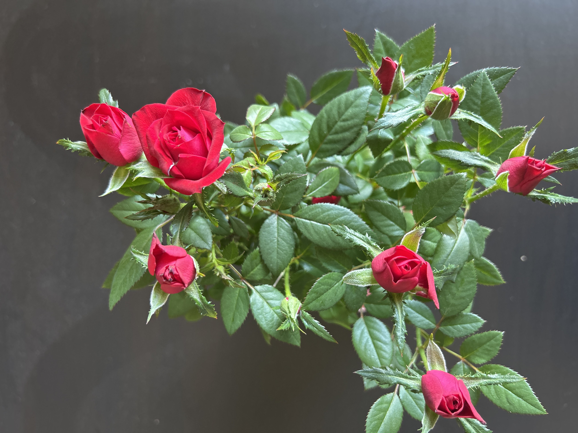 Miniature red roses blooming captured in Sofia, Bulgaria