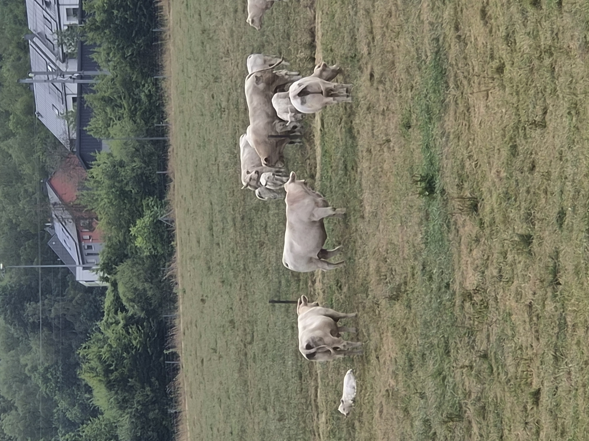 Cattle grazing in a Differdange pasture beside solar-paneled suburbs