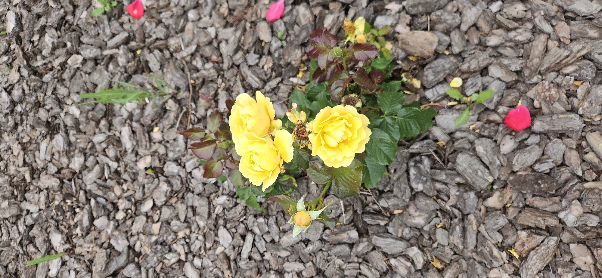 Roses, mushrooms, and blooms in a Russian garden