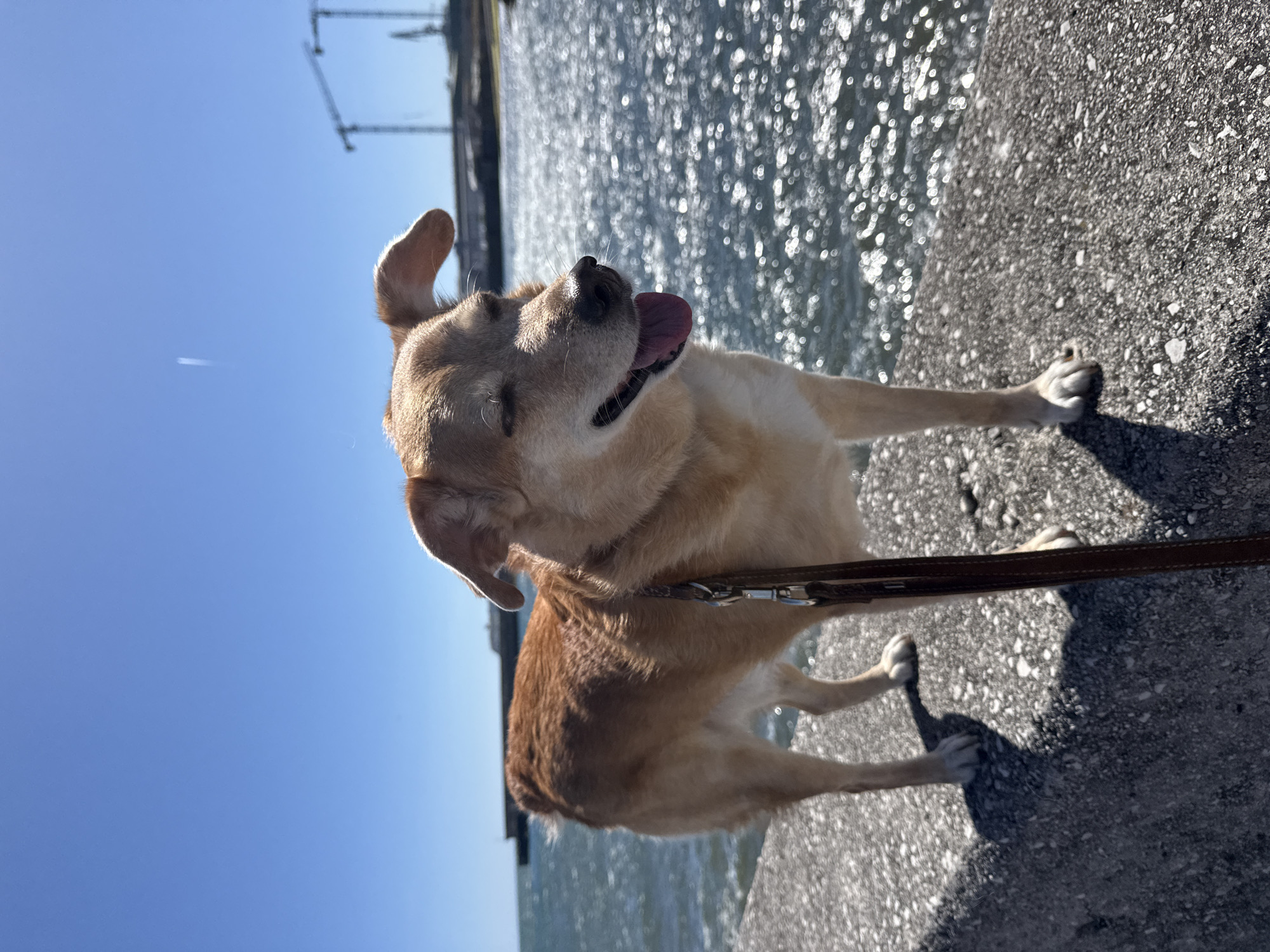 Dog enjoys seaside moment on Gijón coastline under blue skies
