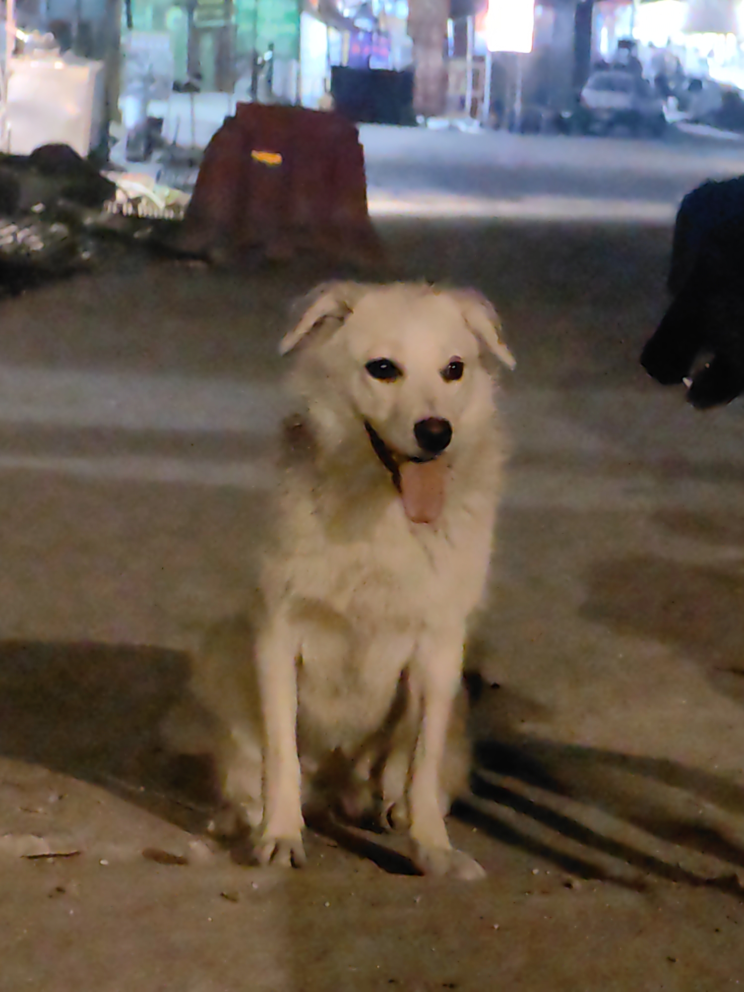 Street dogs roaming and interacting in Bahang at night