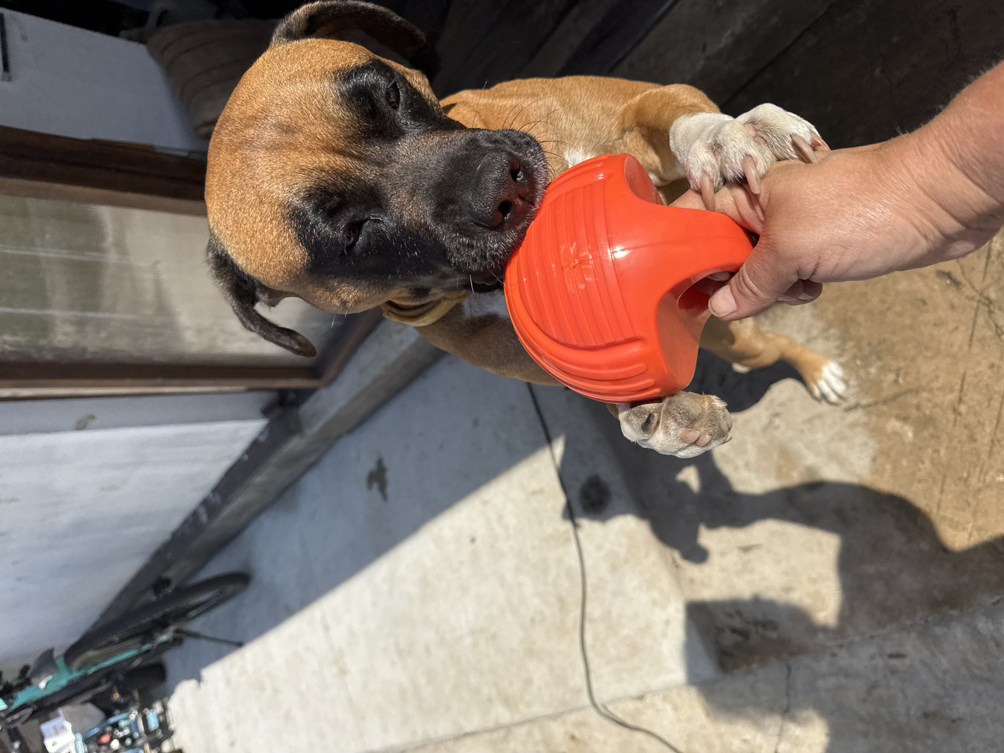 Day off with boxer dog playtime in Chaikovsky