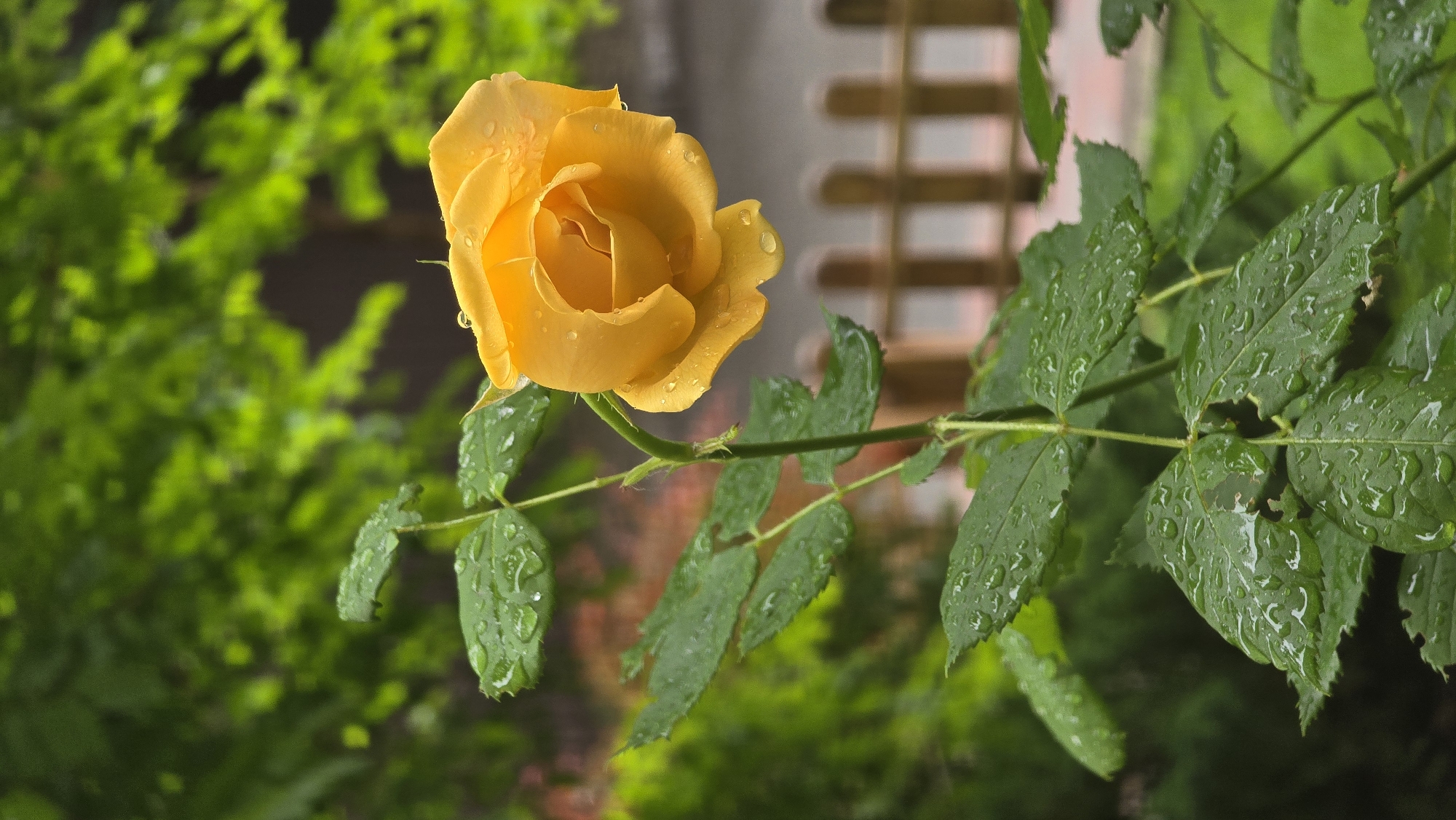 Morning garden rose blooms in Kyiv