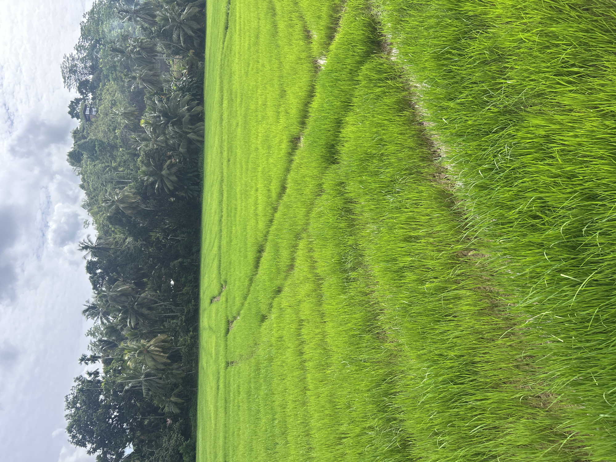 Quiet moment in the rice fields of Kadukanna, Sri Lanka