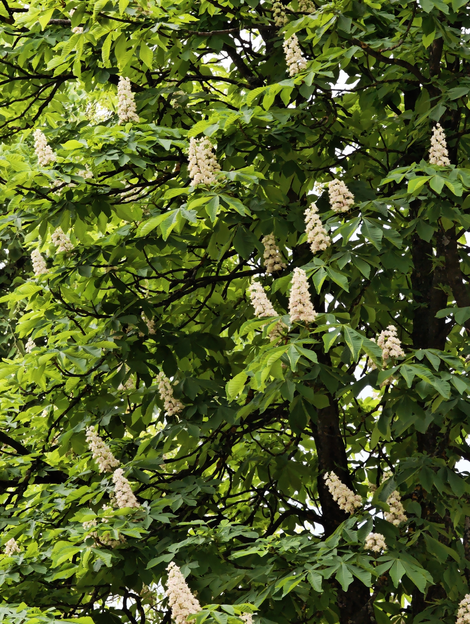 Horse chestnut tree blooms observed in Vratsa, Bulgaria