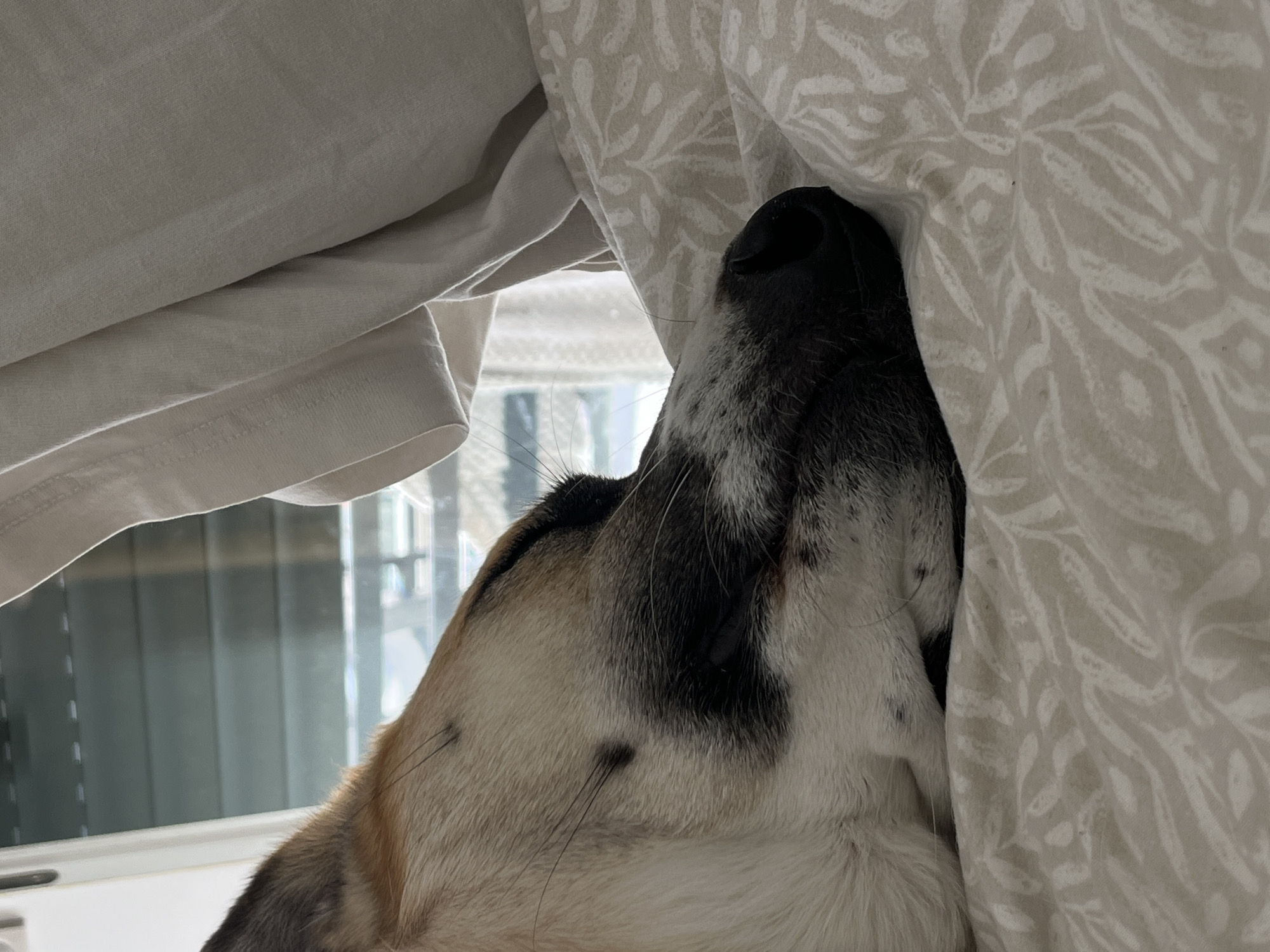 Dog rests in bedding by window in Tel Aviv