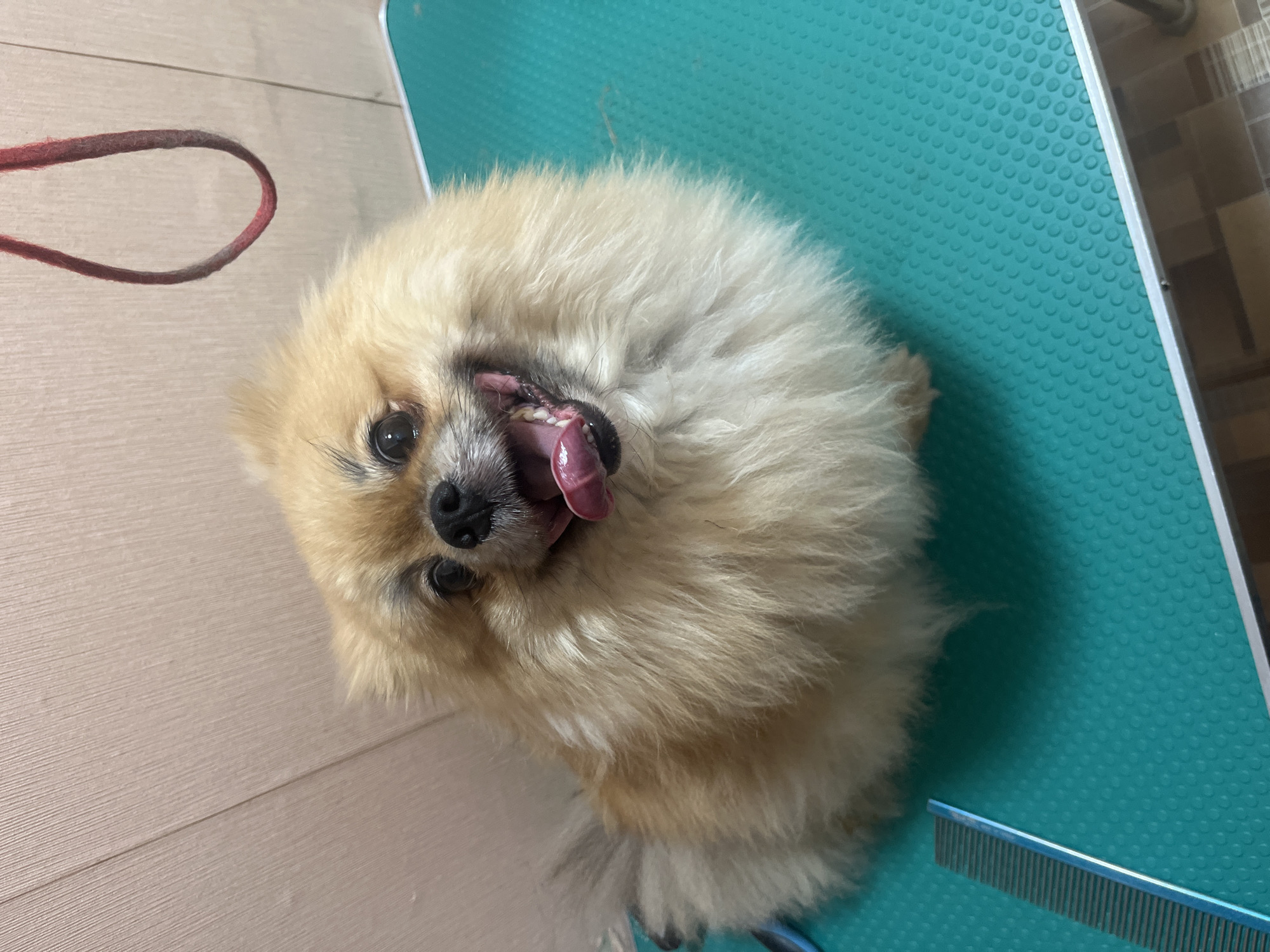 Two small dogs chilling on a grooming table