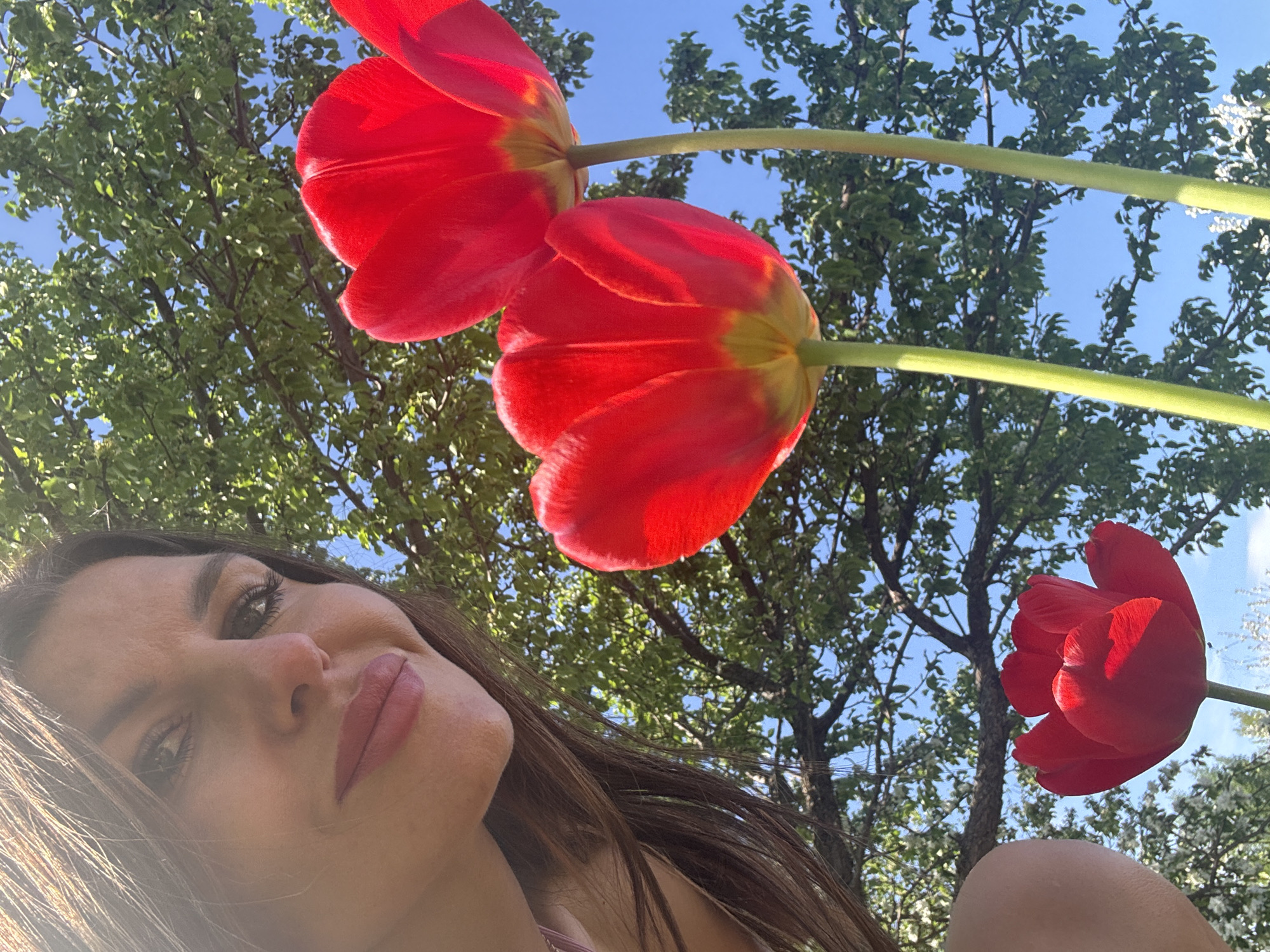 Garden moments captured with tulips in Dubovaya, Russia