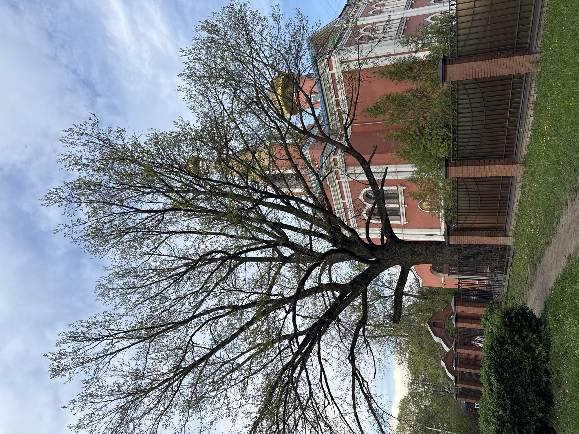 Spring tree photographed near Orthodox church in Moscow