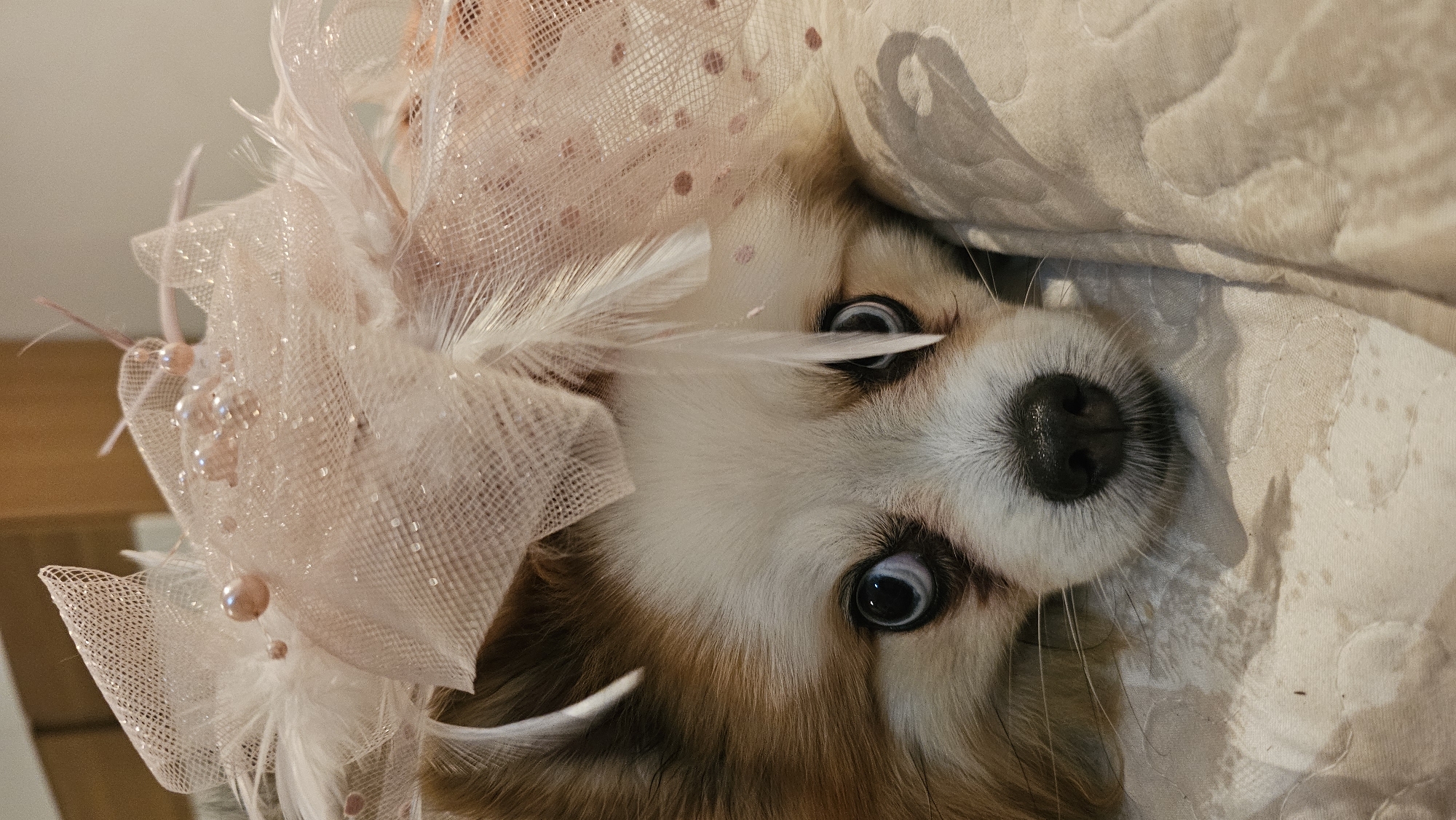 Pomeranians dressed up in pink accessories at home in Ko Samui