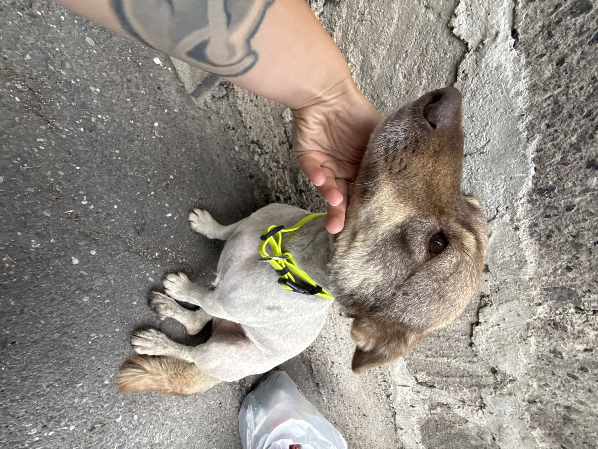 Dog, laundry, and birds on a Yerevan afternoon