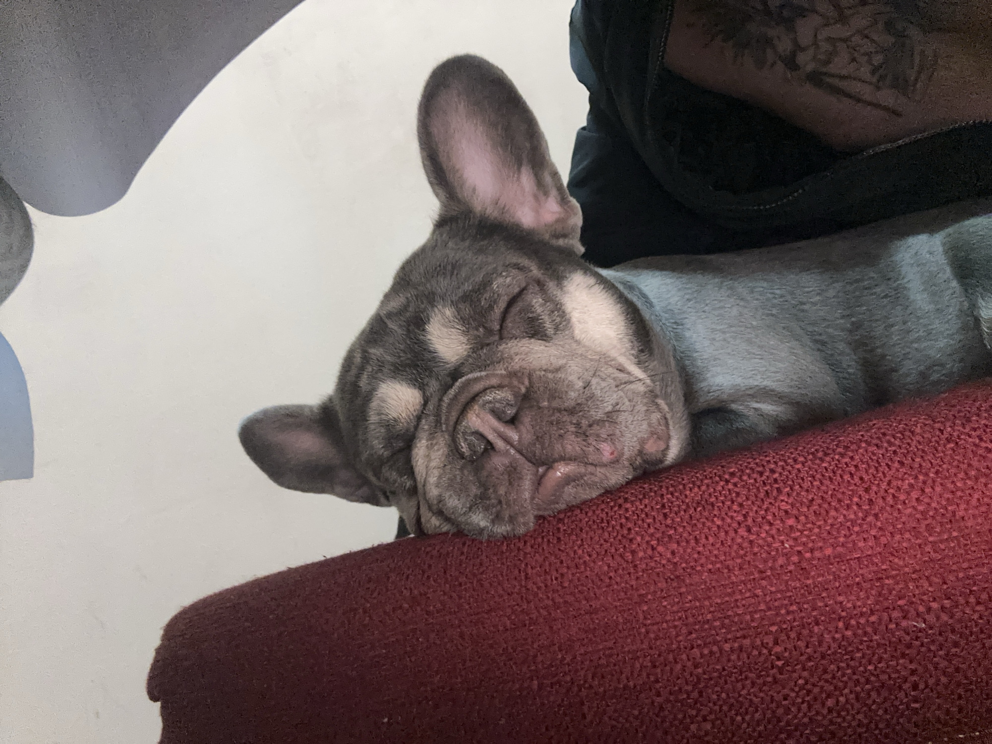 French Bulldog Sleeps on Red Furniture Near Baby Bassinet