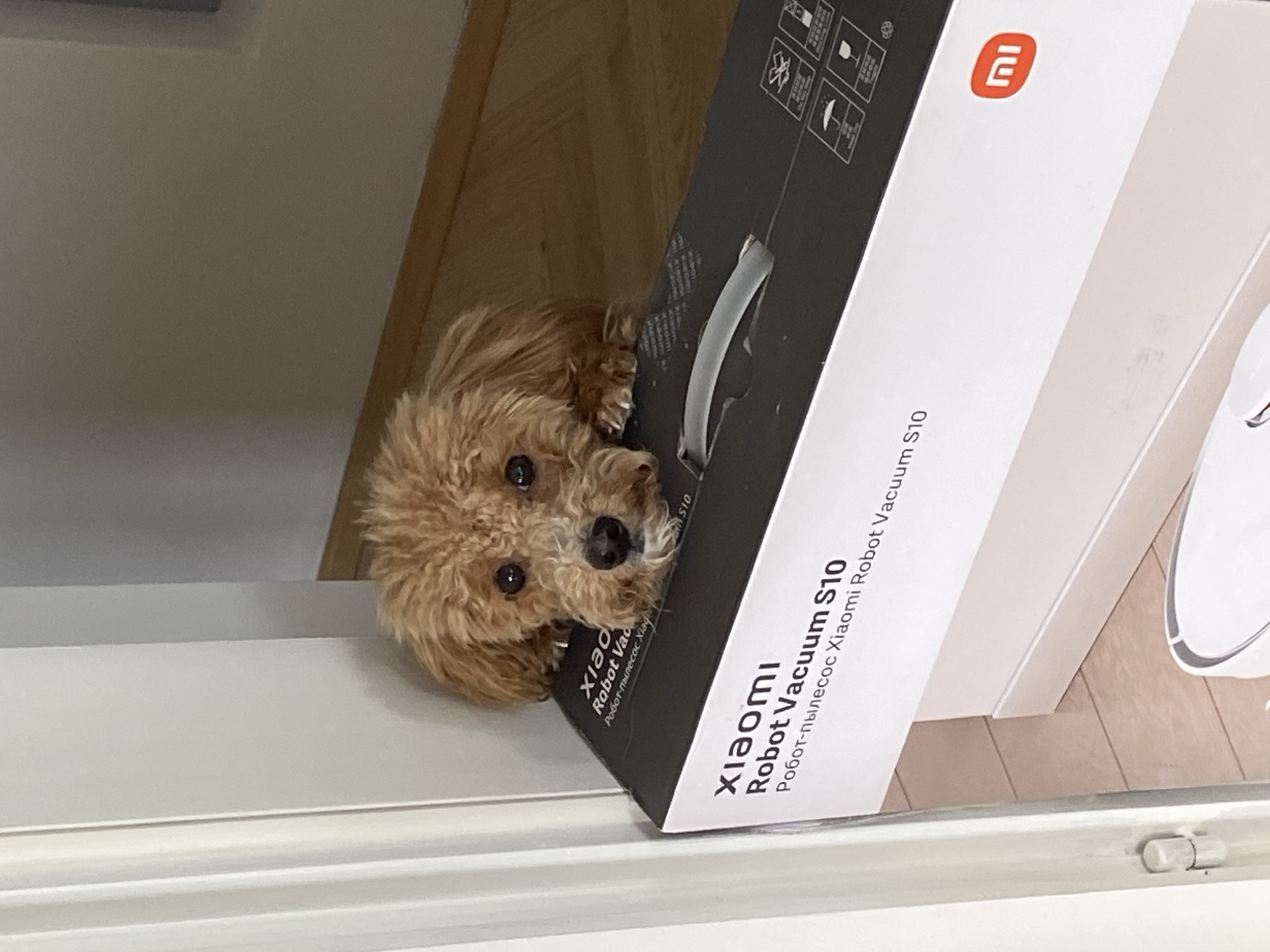 Domestic pet moments documented across Novi Sad households