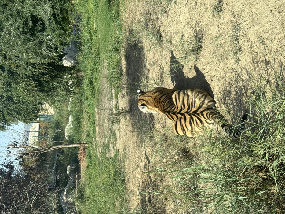 Visitors document diverse wildlife at Dubai Safari Park