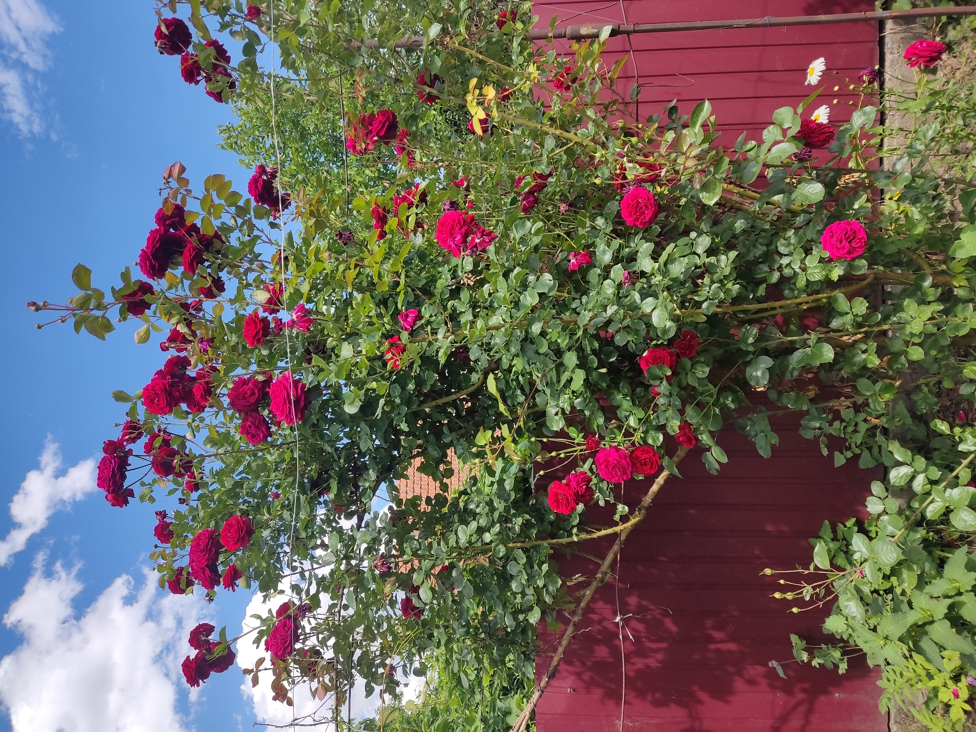 Summer garden in full bloom — flowers, berries, and backyard life
