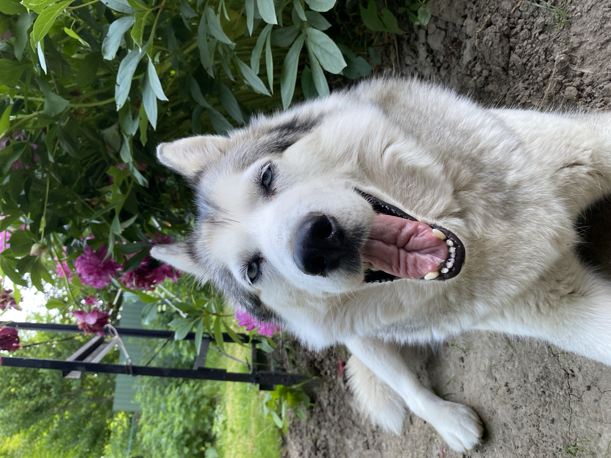 Husky relaxes in a flowering garden alongside rose and bloom close-ups