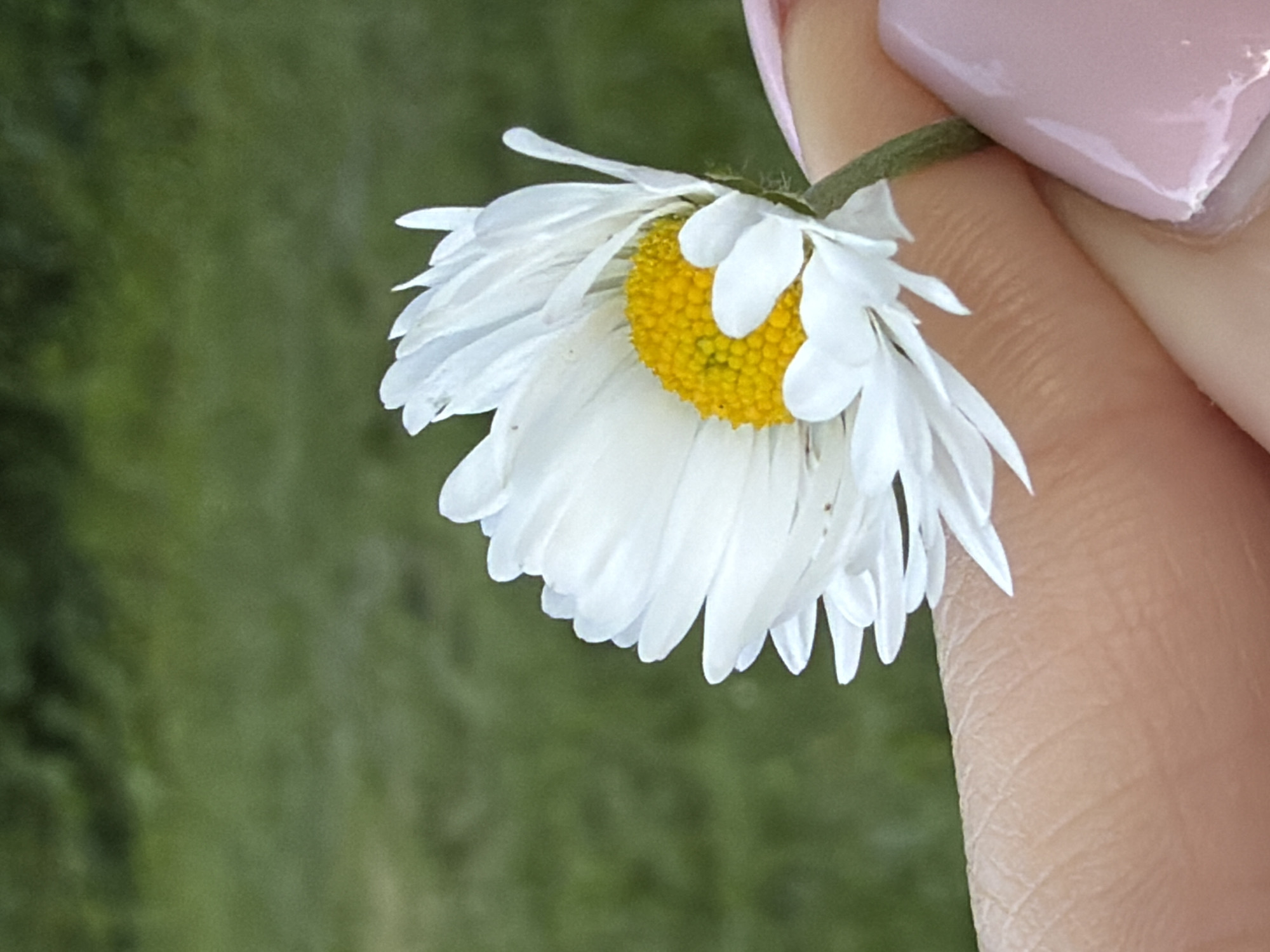 Anonymous witness captures quiet moments: bridge walks, flowers, personal items