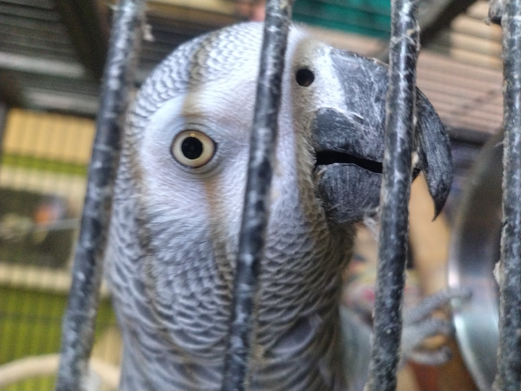 African Grey parrot and drinks, a quiet afternoon in Luxembourg