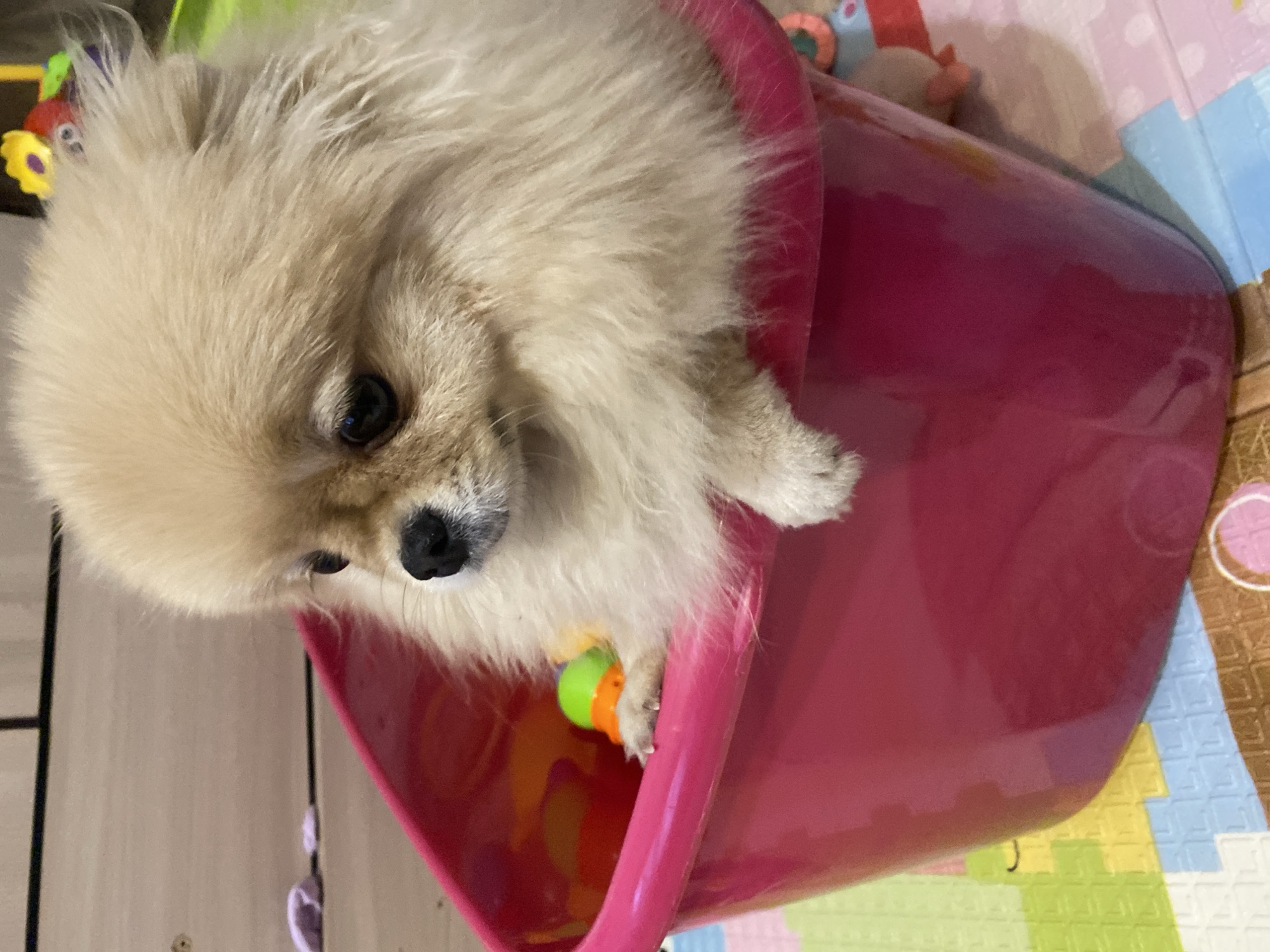 Owner pets Pomeranian on purple bedspread during quiet afternoon