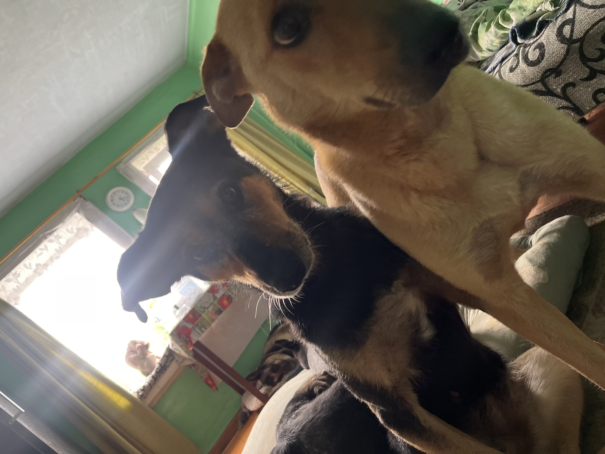 Dogs and cats at home in Nizhny Tagil, just hanging out