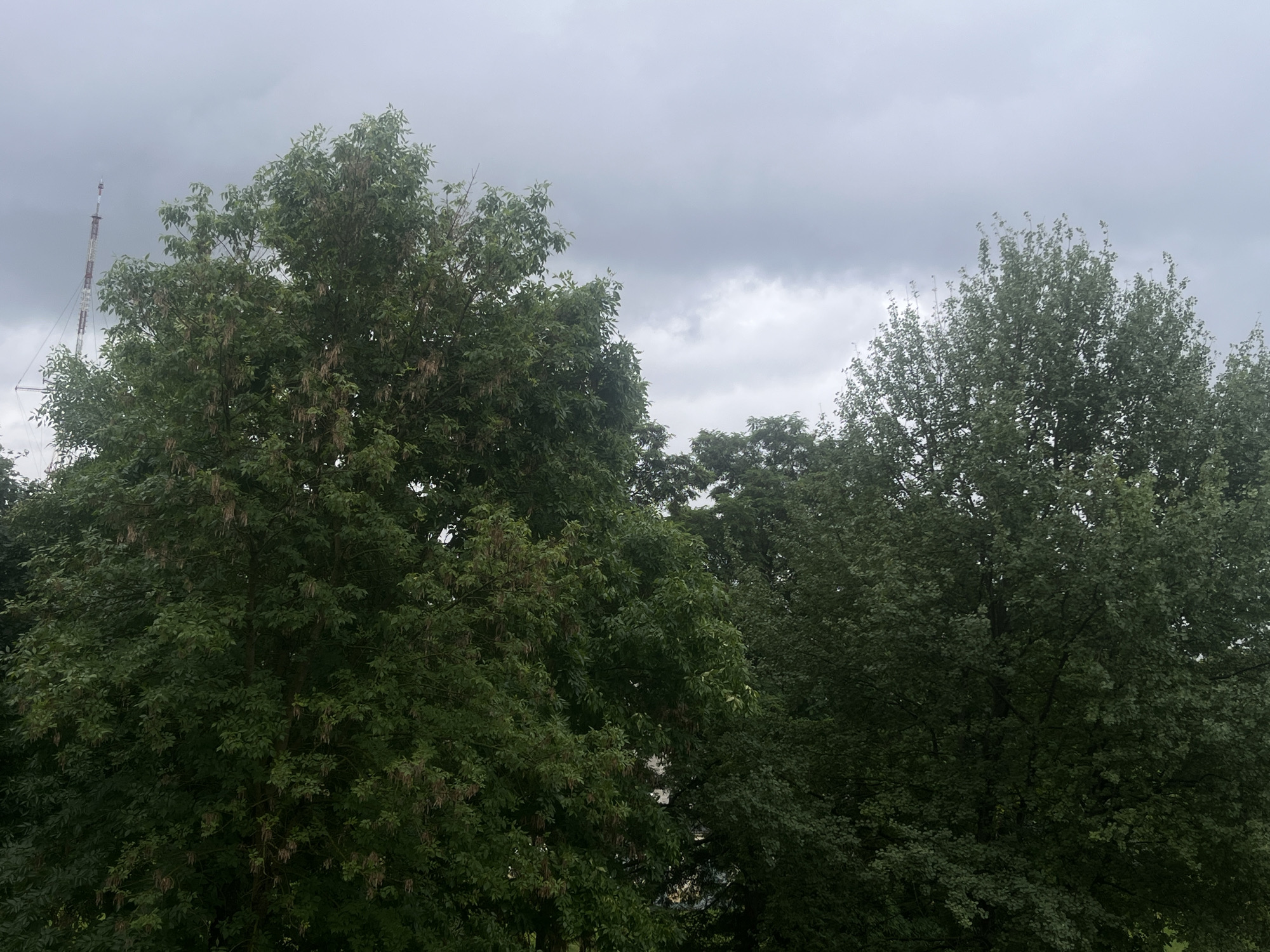 Church dome and radio tower rise above a leafy urban park
