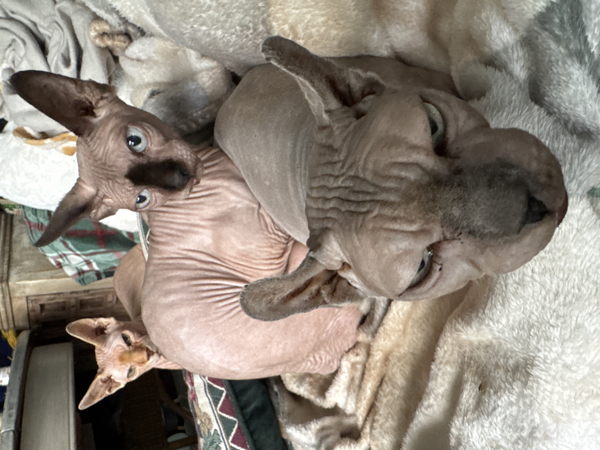Morning domestic scenes: pets, gardens, and backyard life documented
