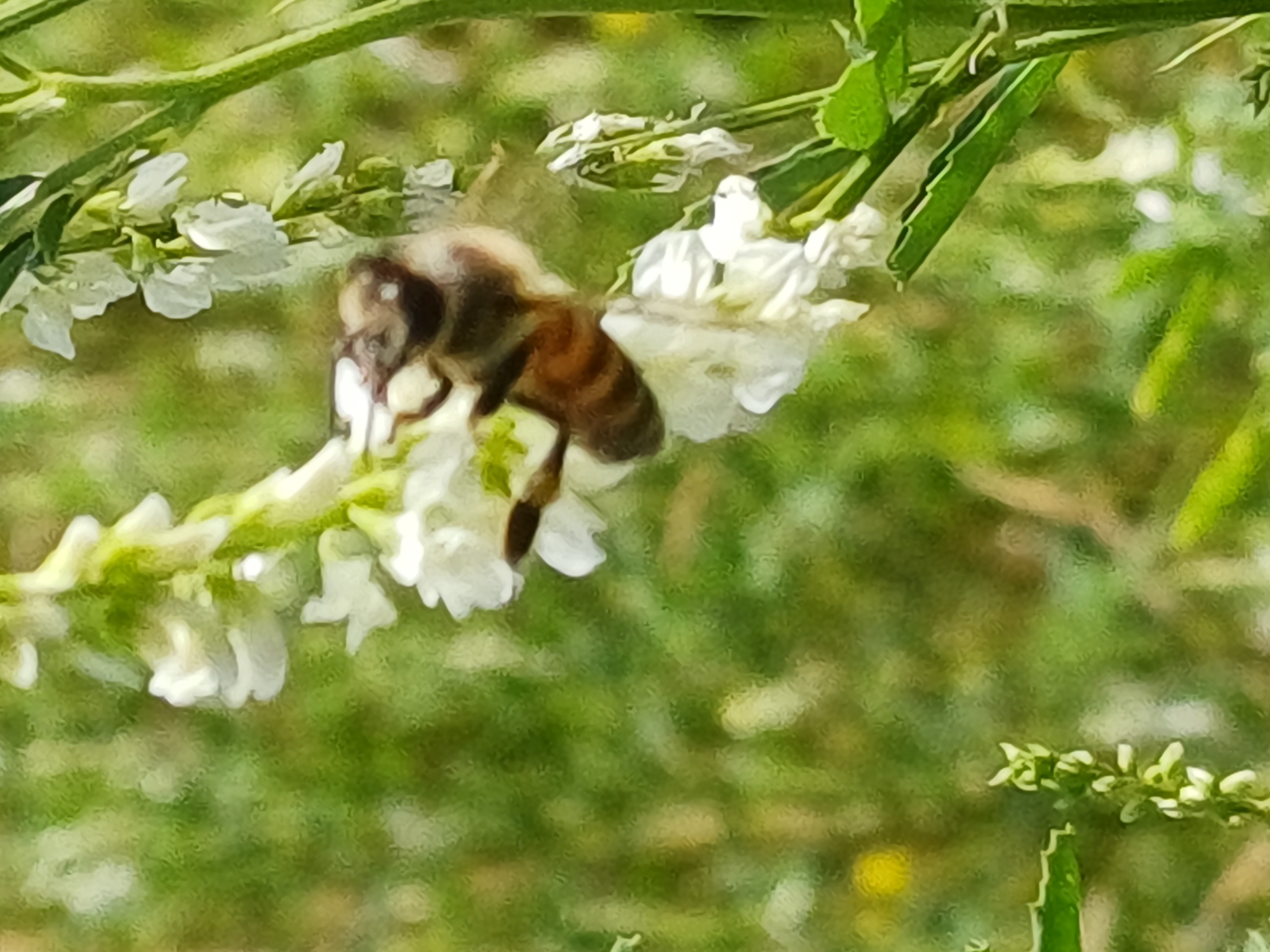 Wildflowers, insects, and still water along Riga's green edges