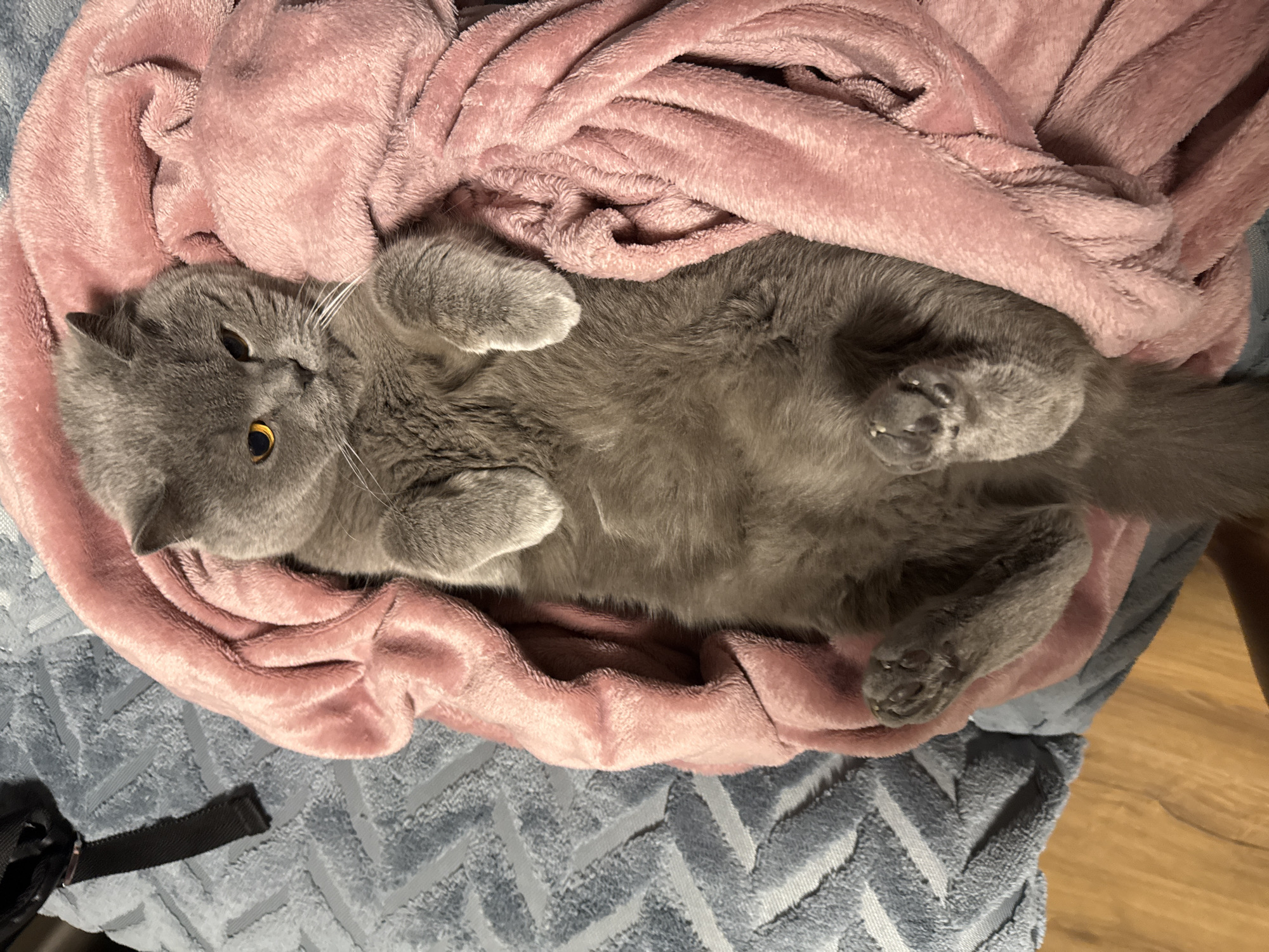 British Shorthair fully at ease in cozy blanket nest