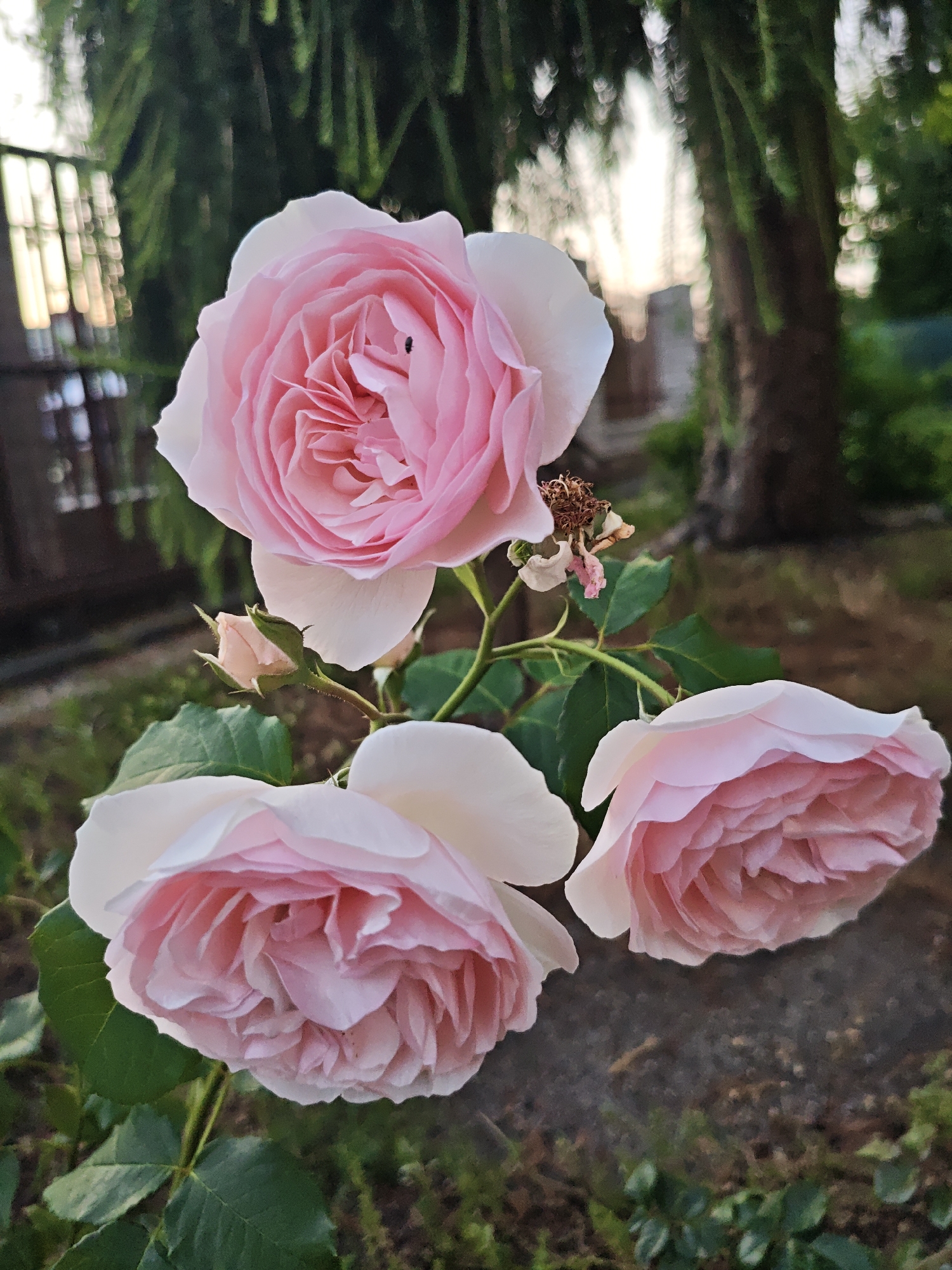 Pink roses in bloom in a Mława garden