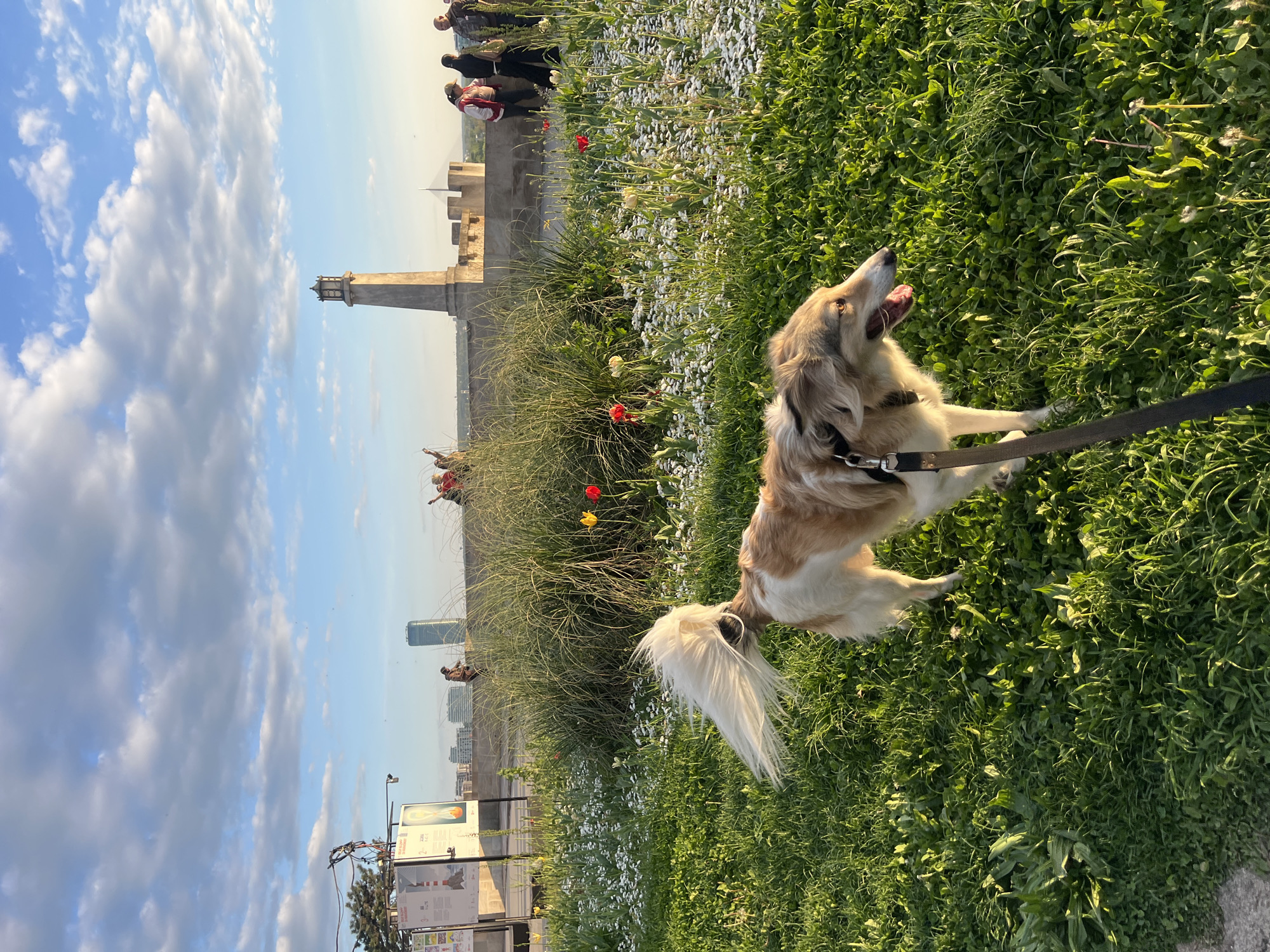 Fluffy dog spotted during golden hour in Belgrade