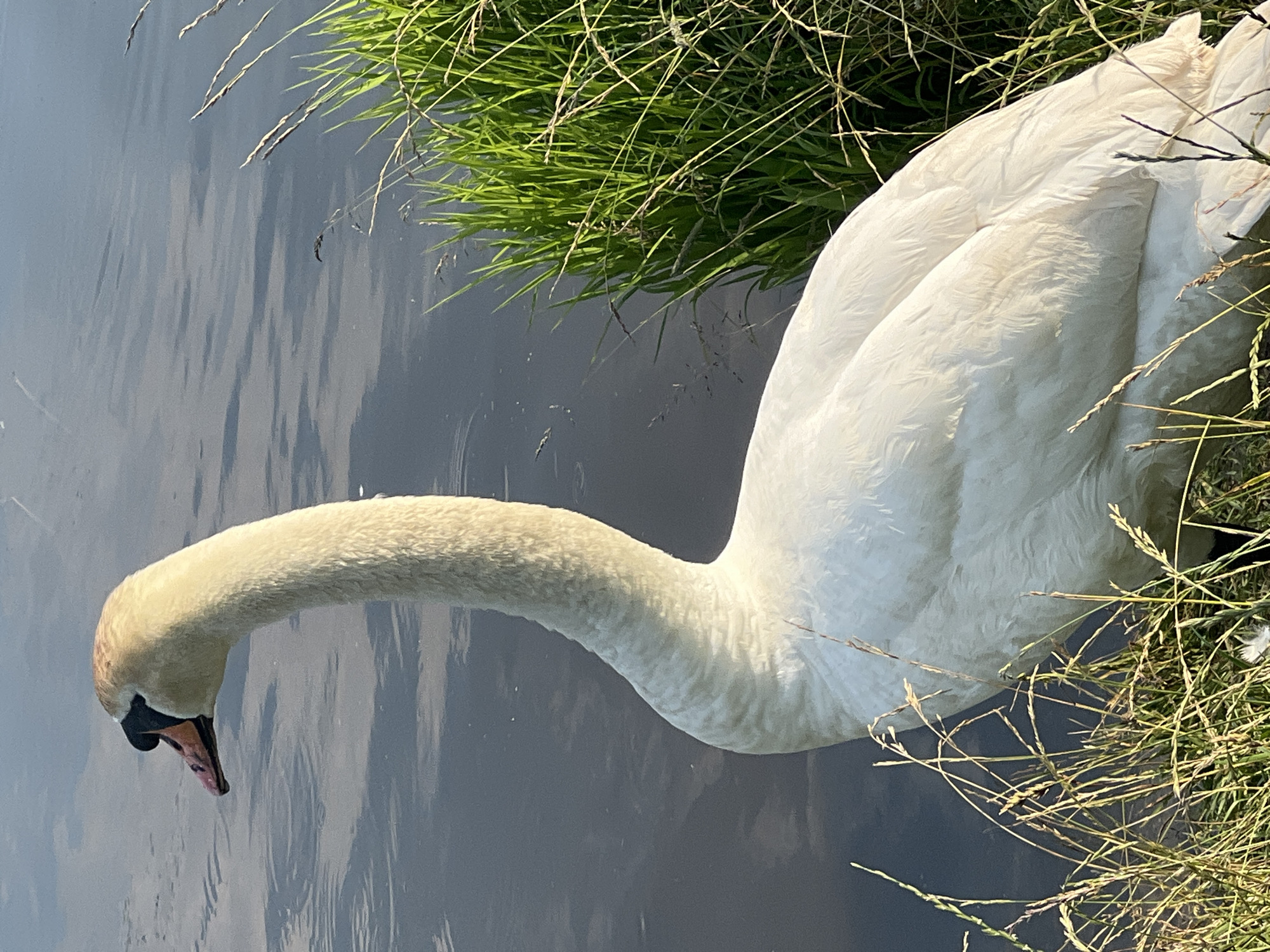Swan family and lakeside picnic at a Belarusian lake