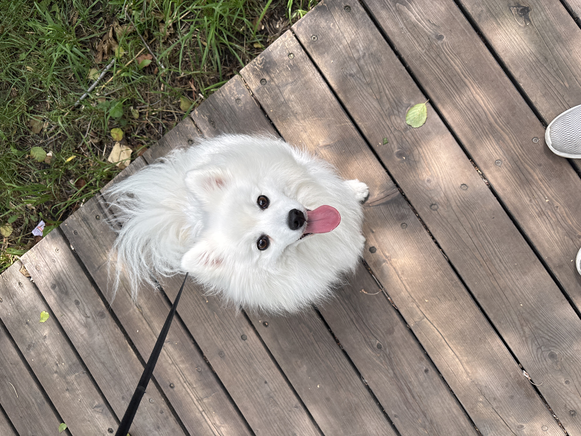 Dog walk through a leafy Kazan park on a summer morning
