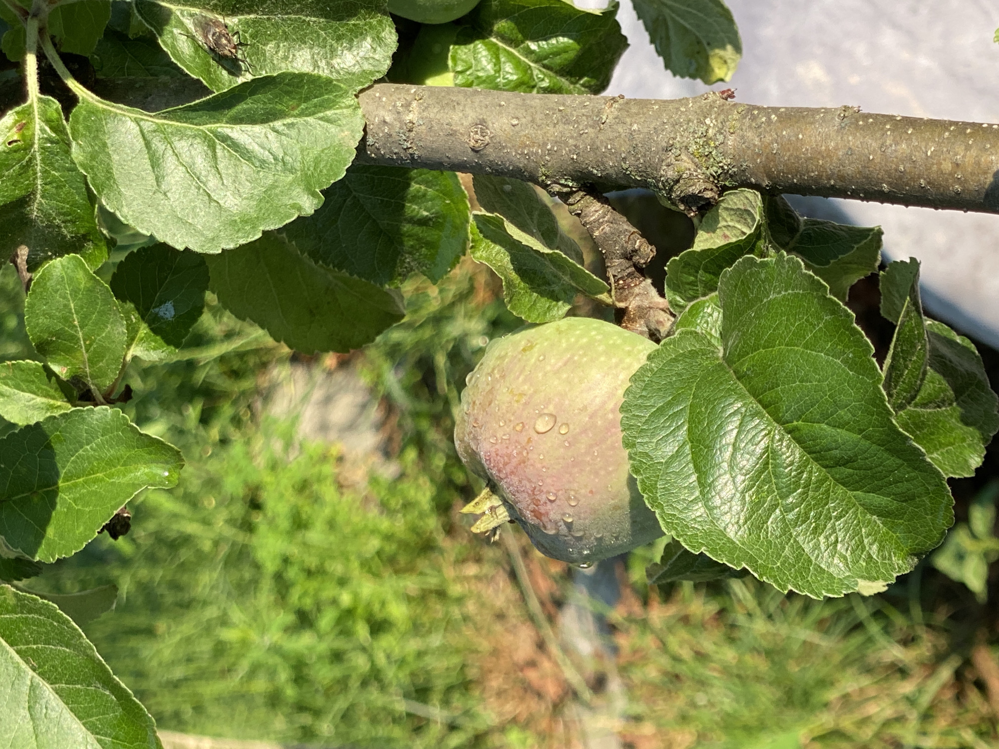Dewy garden close-ups: roses, apples, berries, and fruit after rain