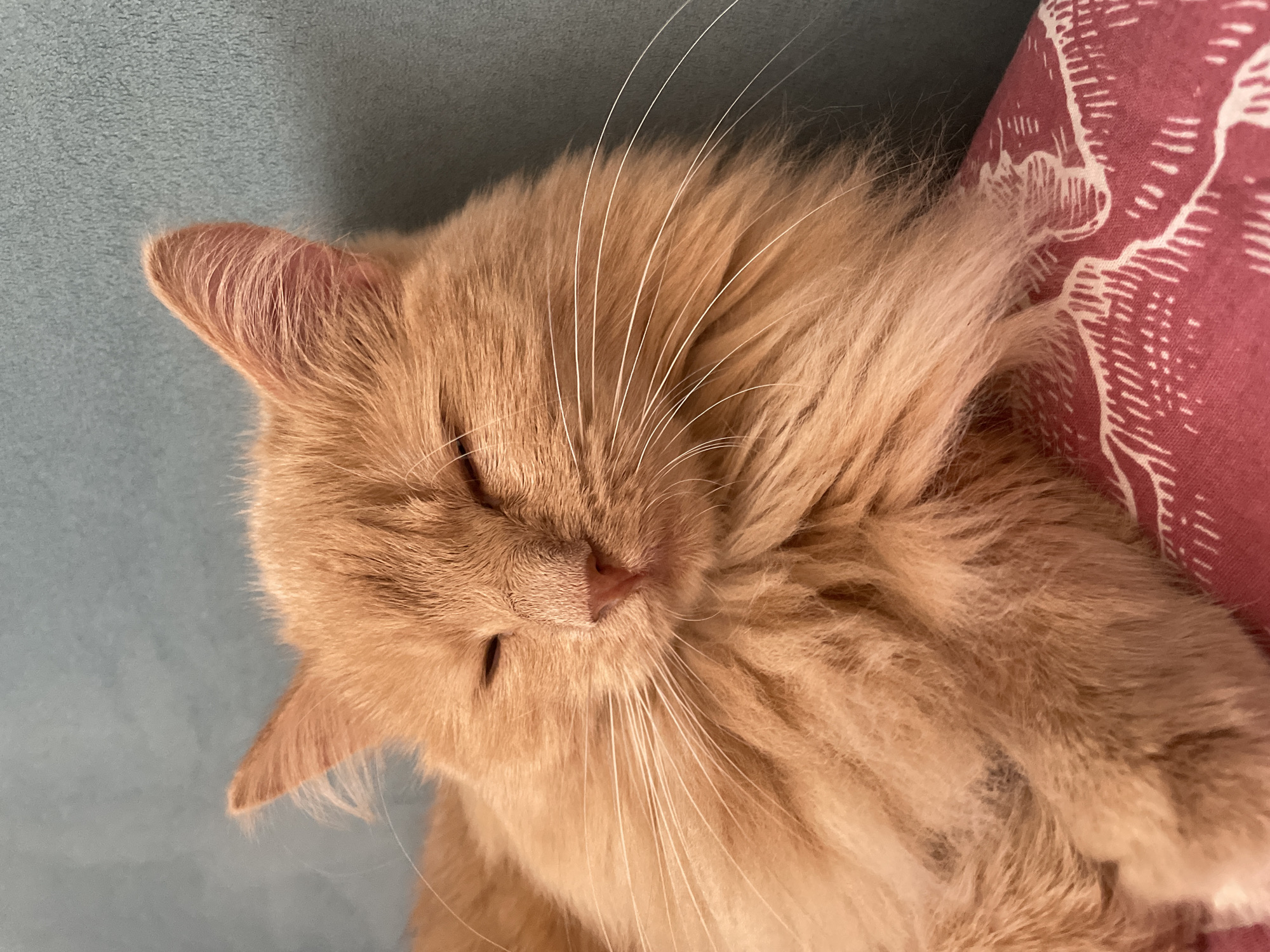 Ginger cat napping on a pink floral pillow in Khimki