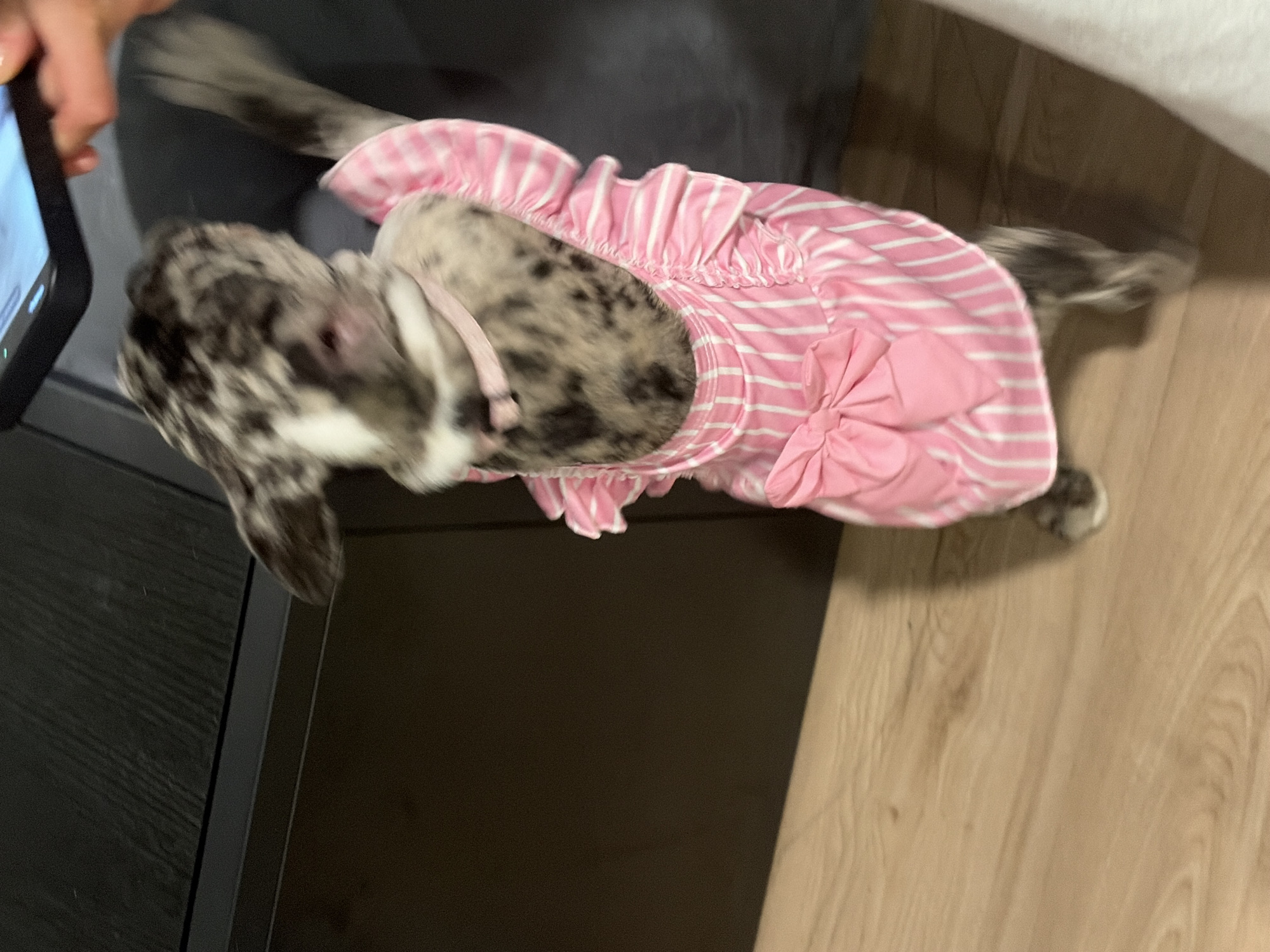 French Bulldog puppy in pink dress photographed indoors Austin