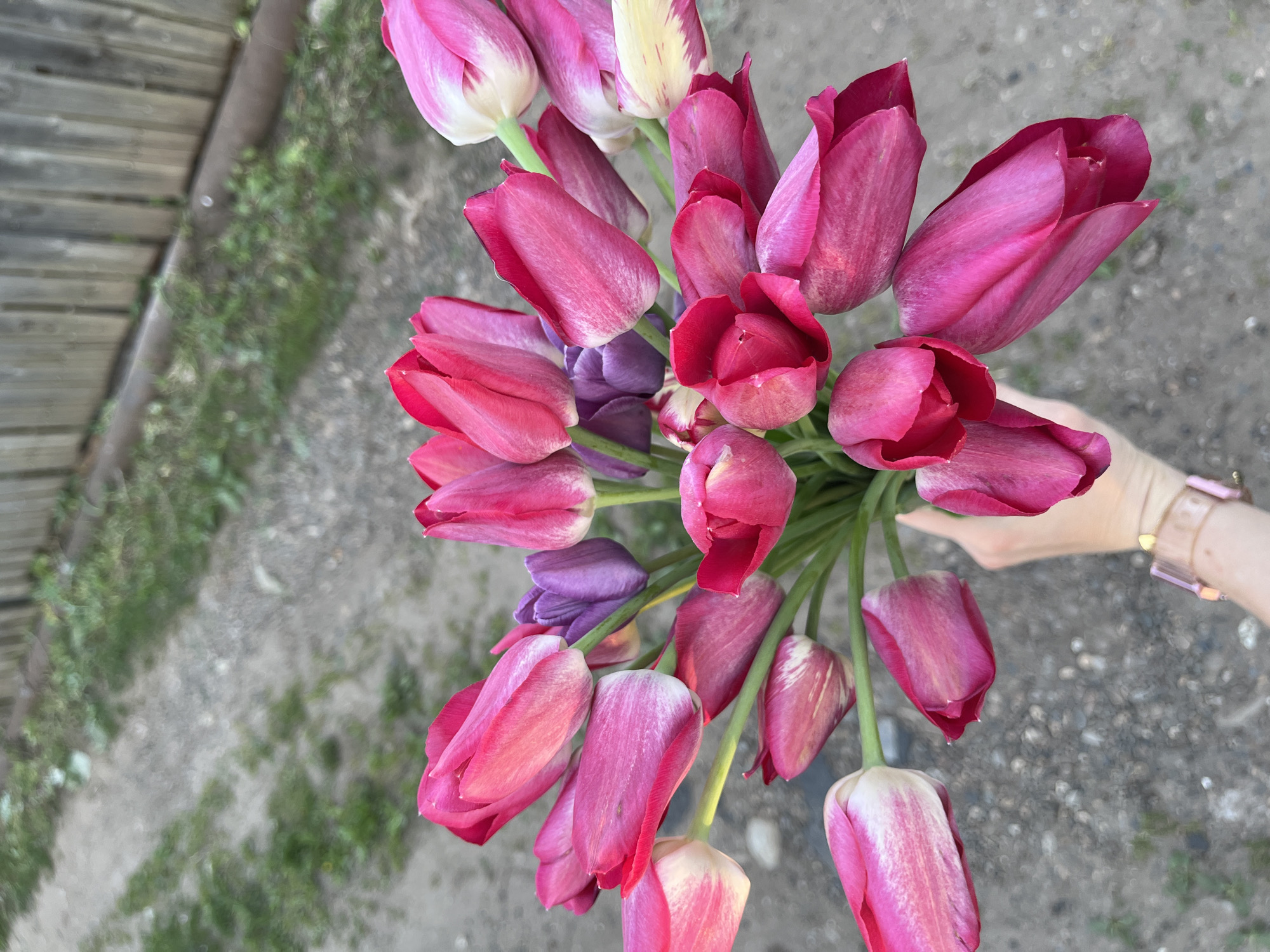 Woman with tulip bouquet observed near red car in Chaikovsky