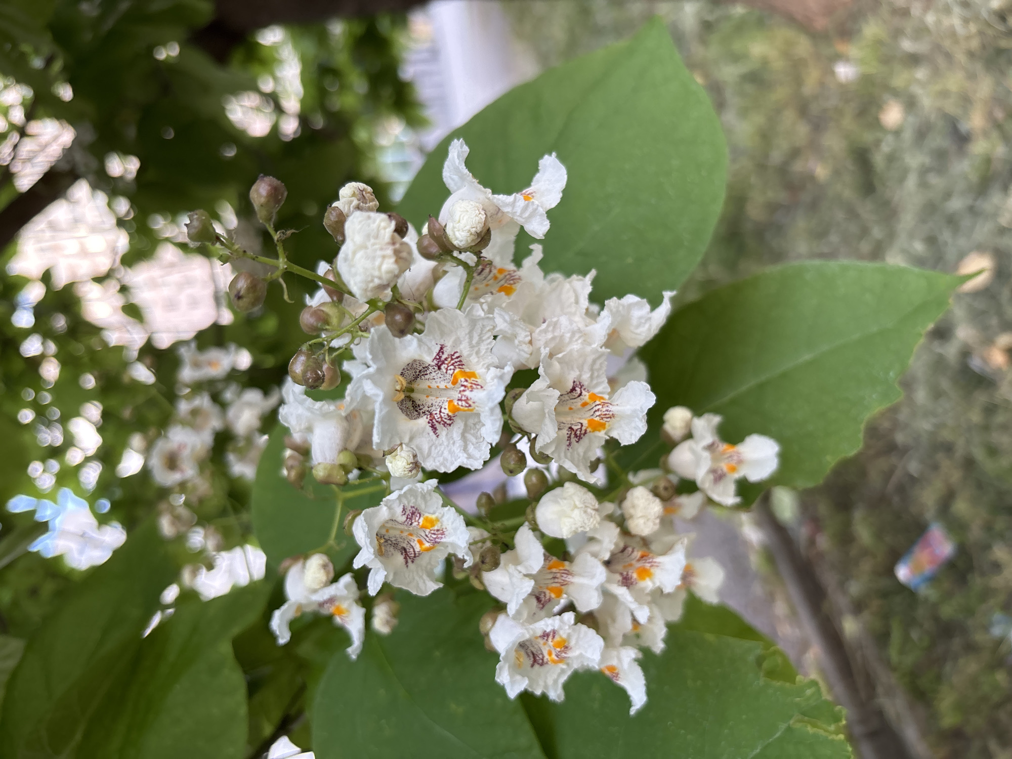Close-up tour of a blooming Rostov-on-Don garden in summer