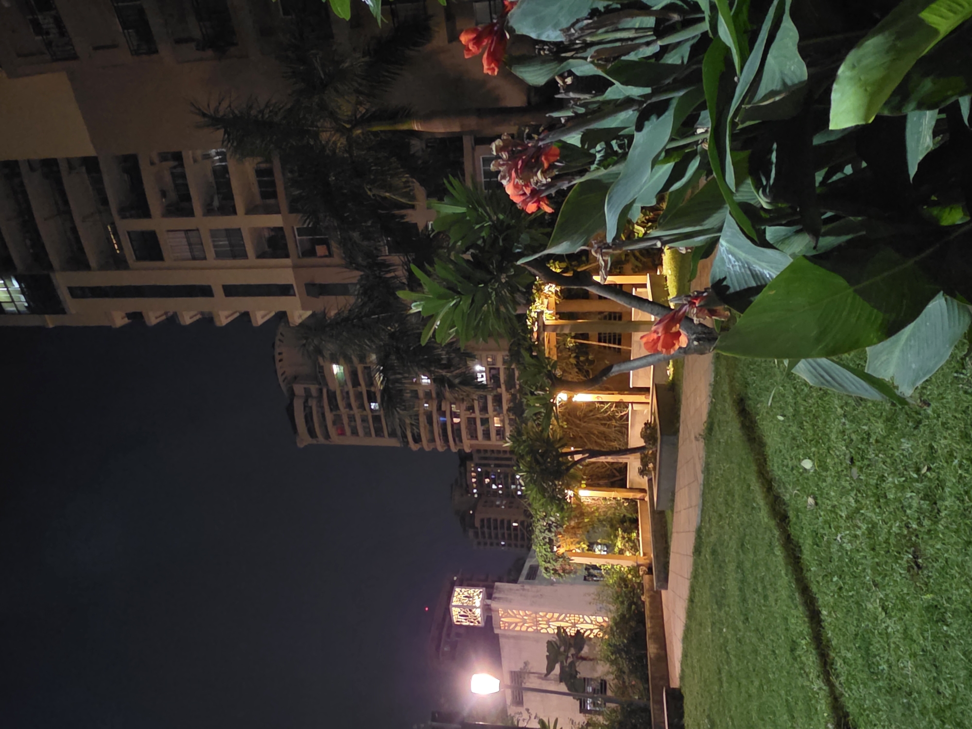 Two dogs spotted in Mumbai urban garden at night