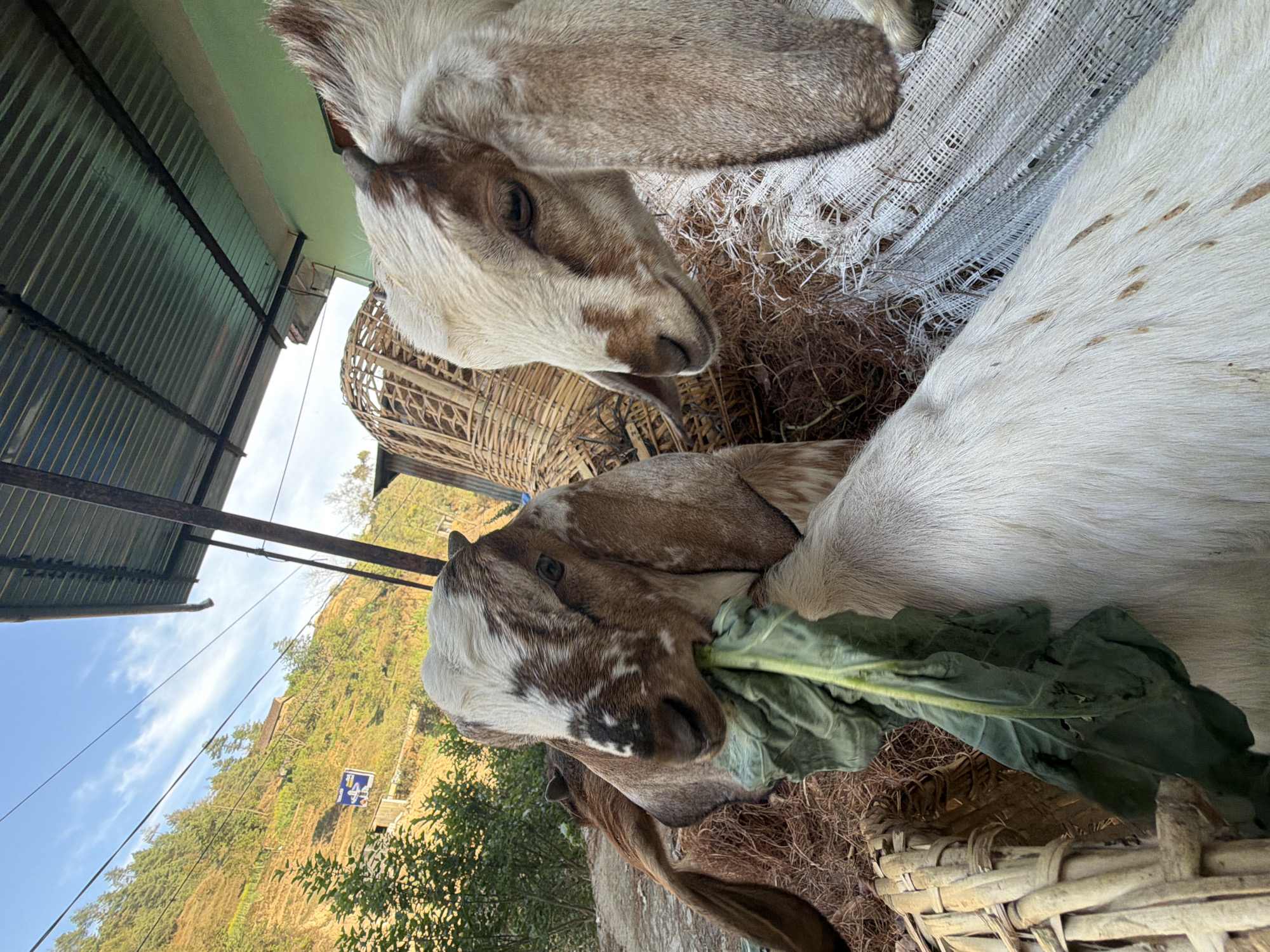 Goats graze near basket in rural Nepal setting