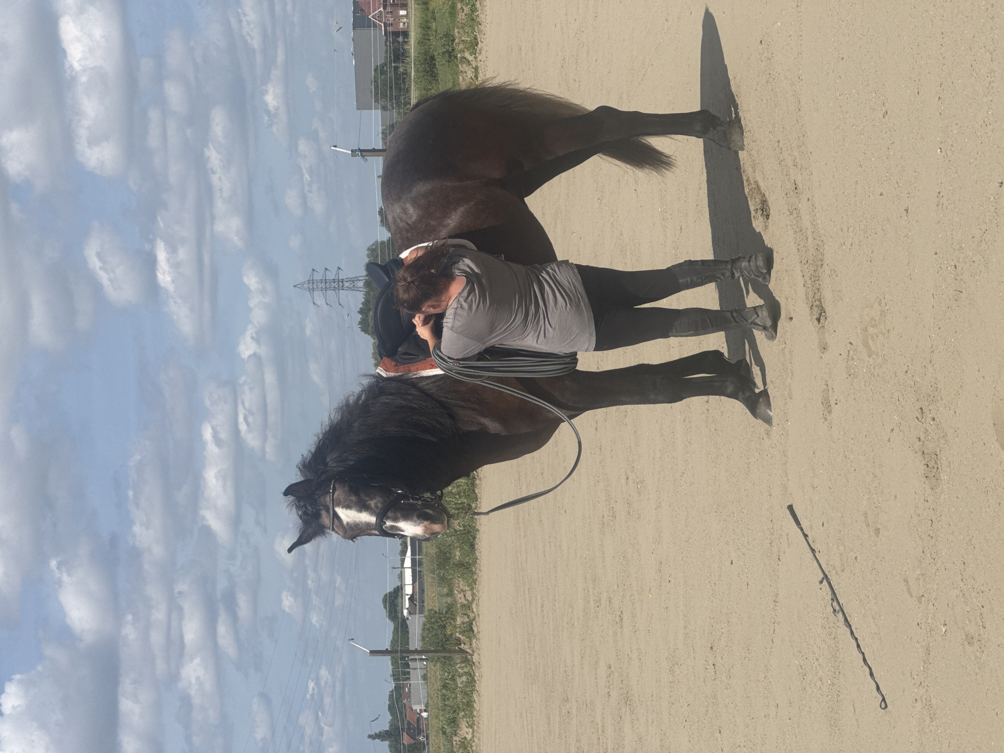 Woman handles and leads saddled horse in Estaimpuis