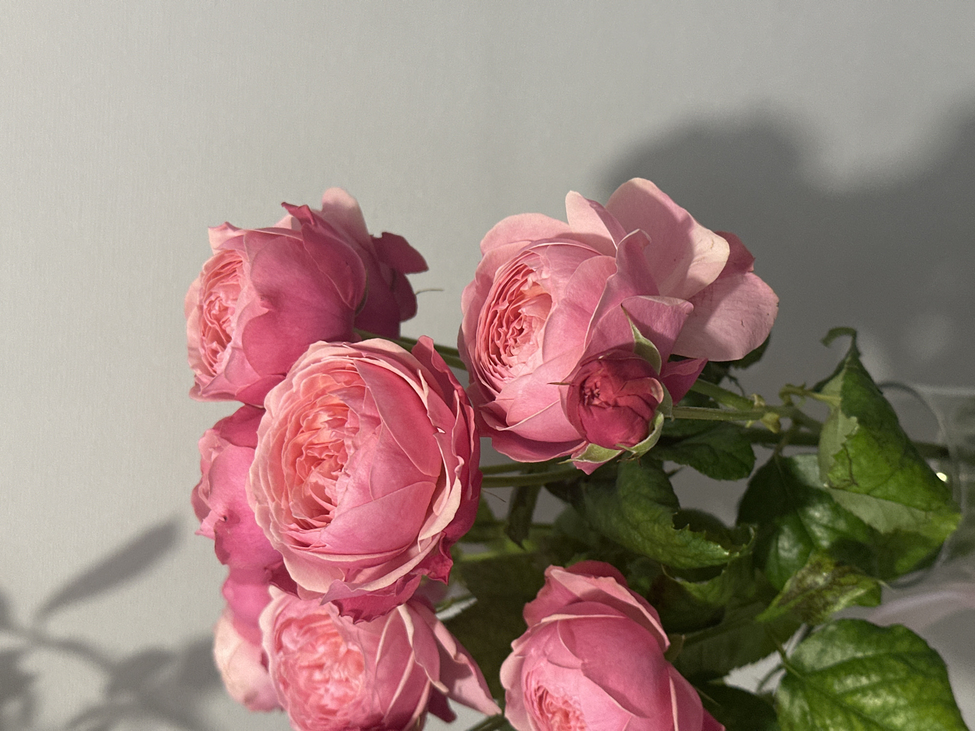 Pink rose bouquet photographed in early morning Kazan